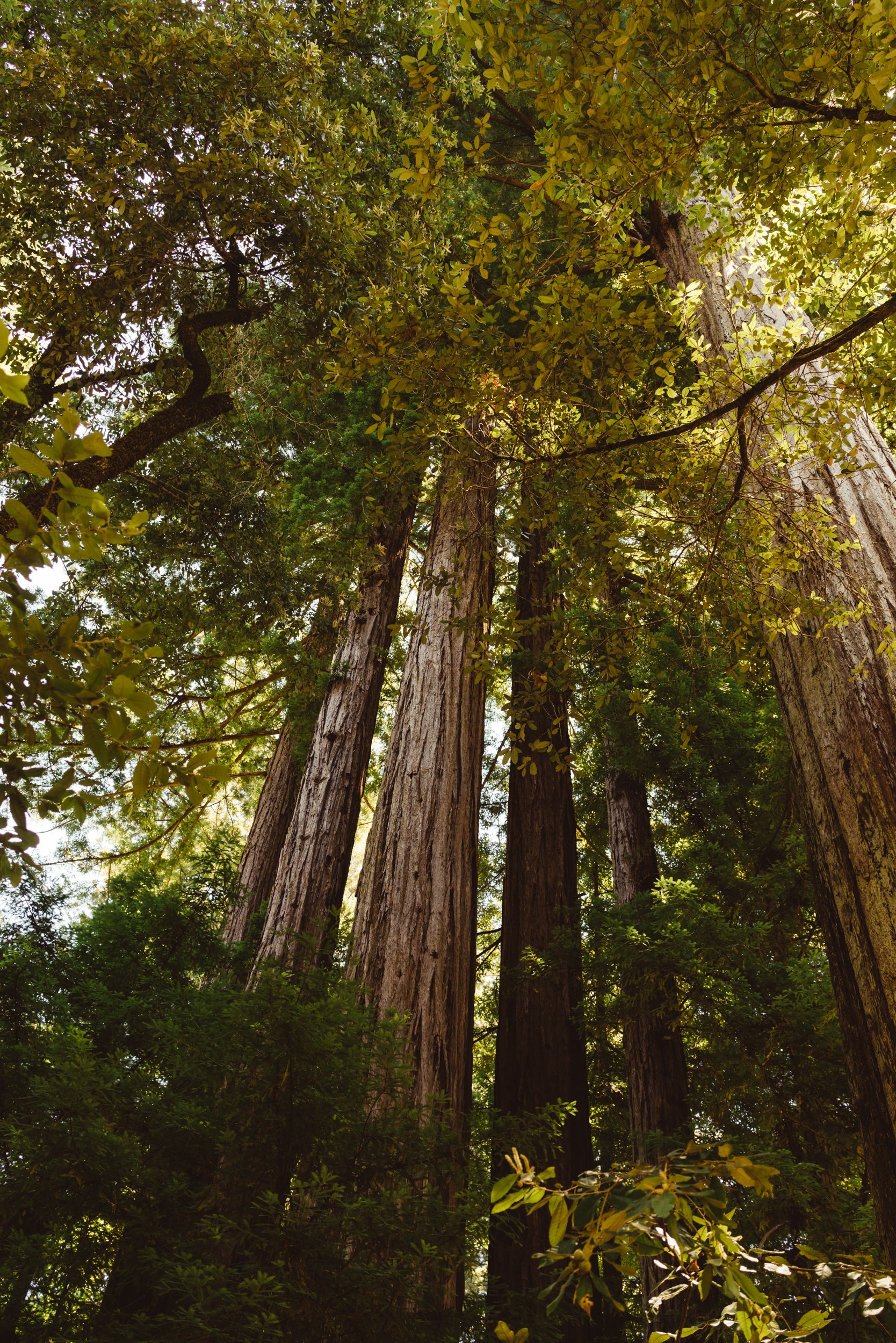 Redwood Forest II.jpg