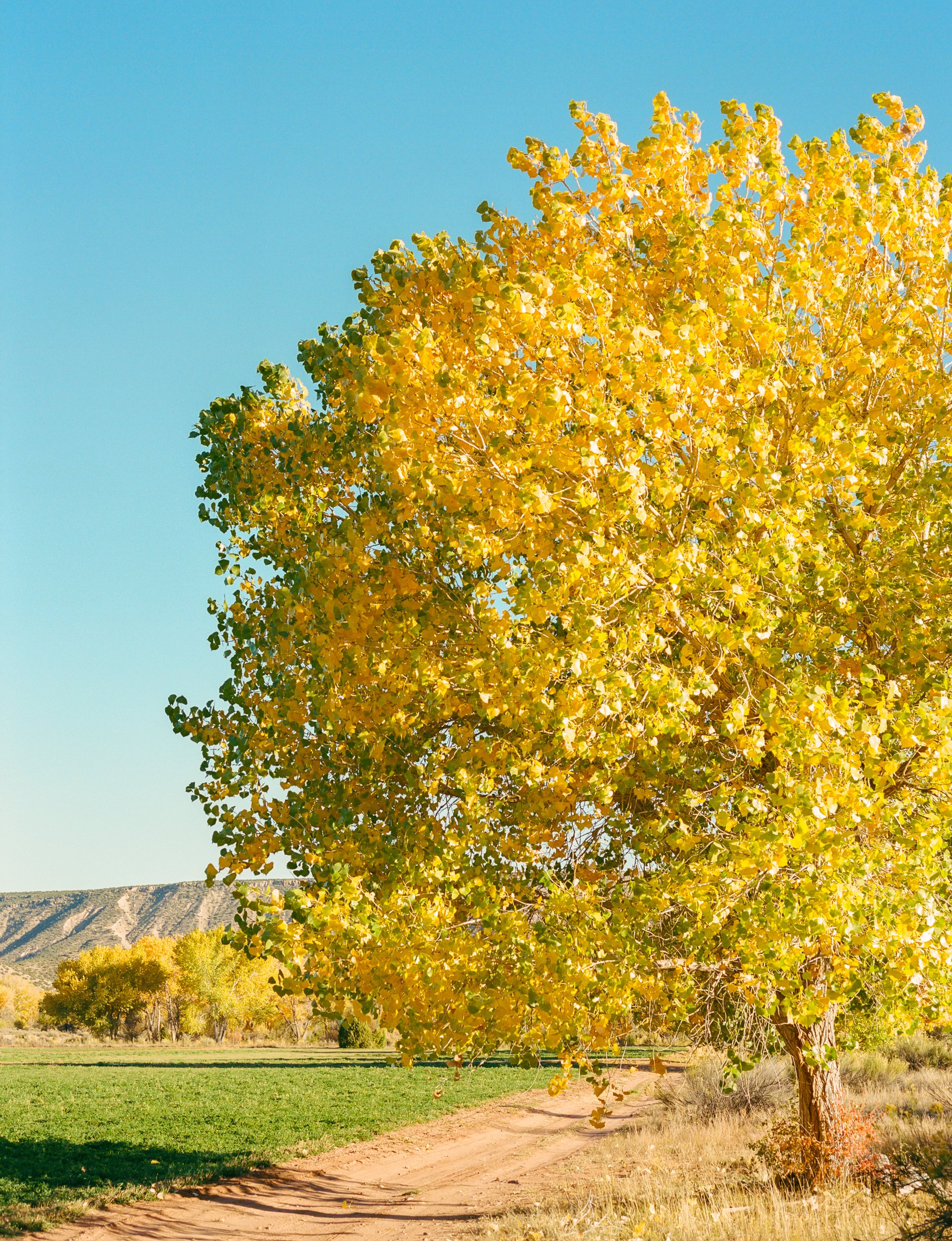 Abiquiu in Autumn XV.jpg