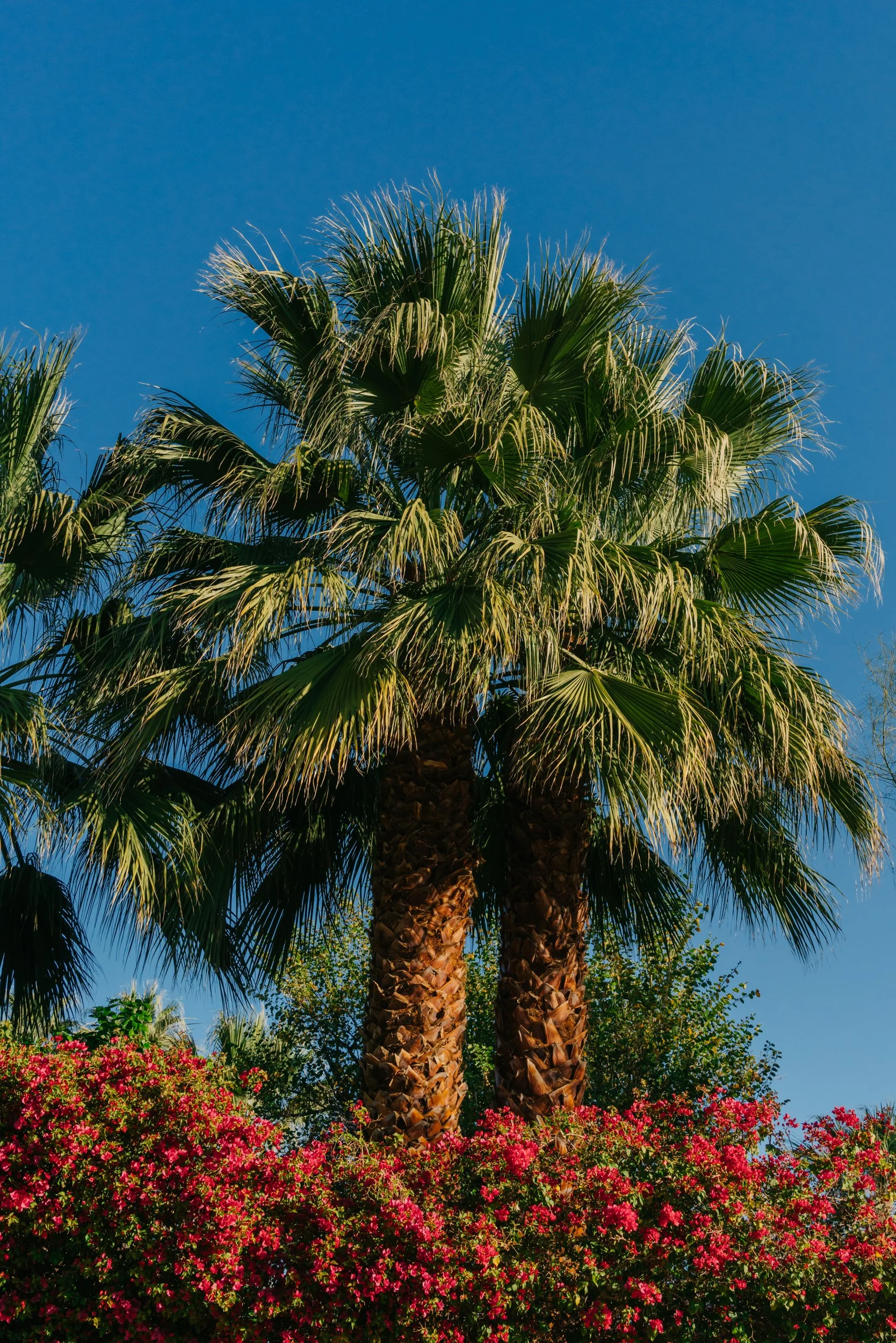 Palm Springs Palms II.jpg