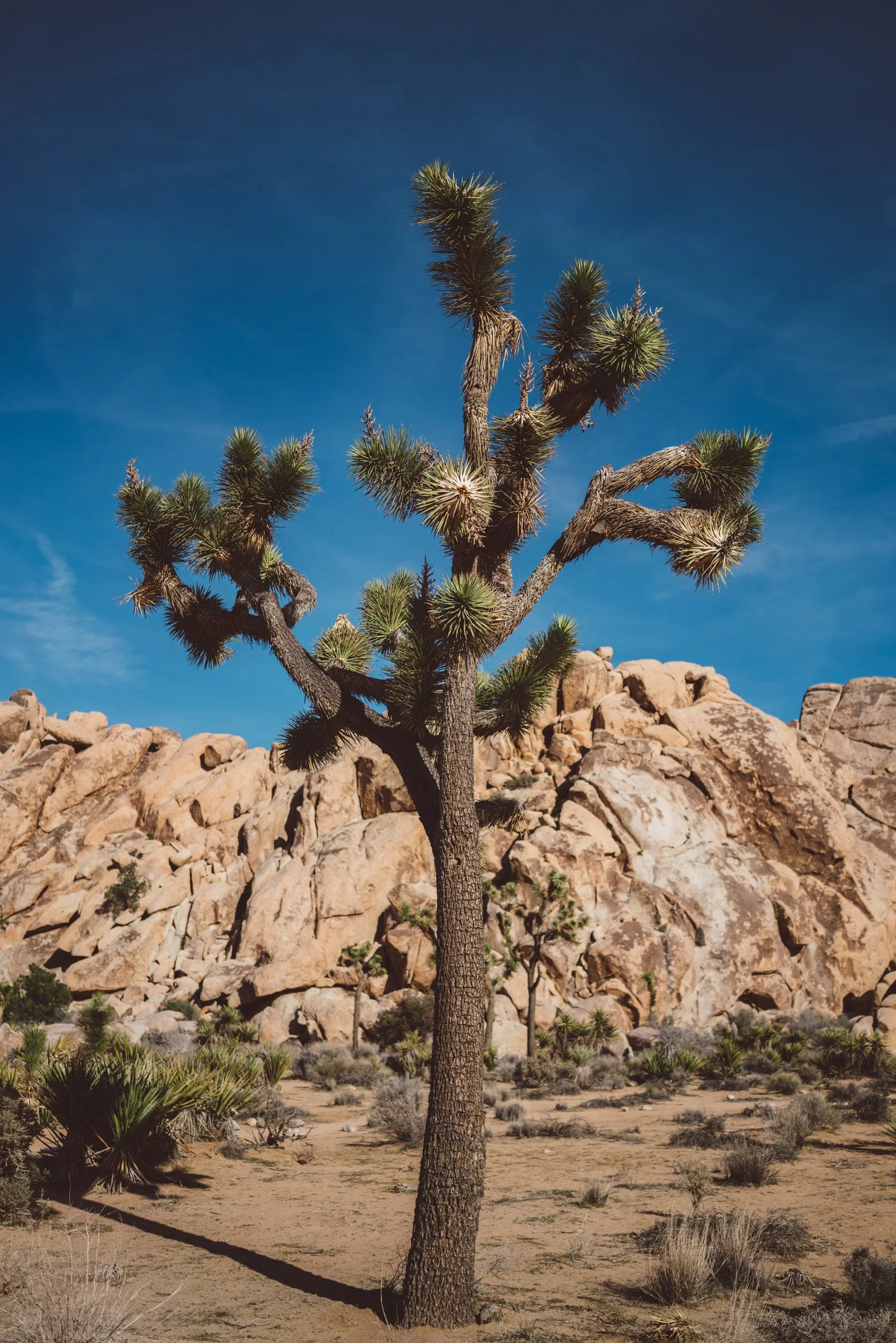 Joshua Tree National Park III.jpg