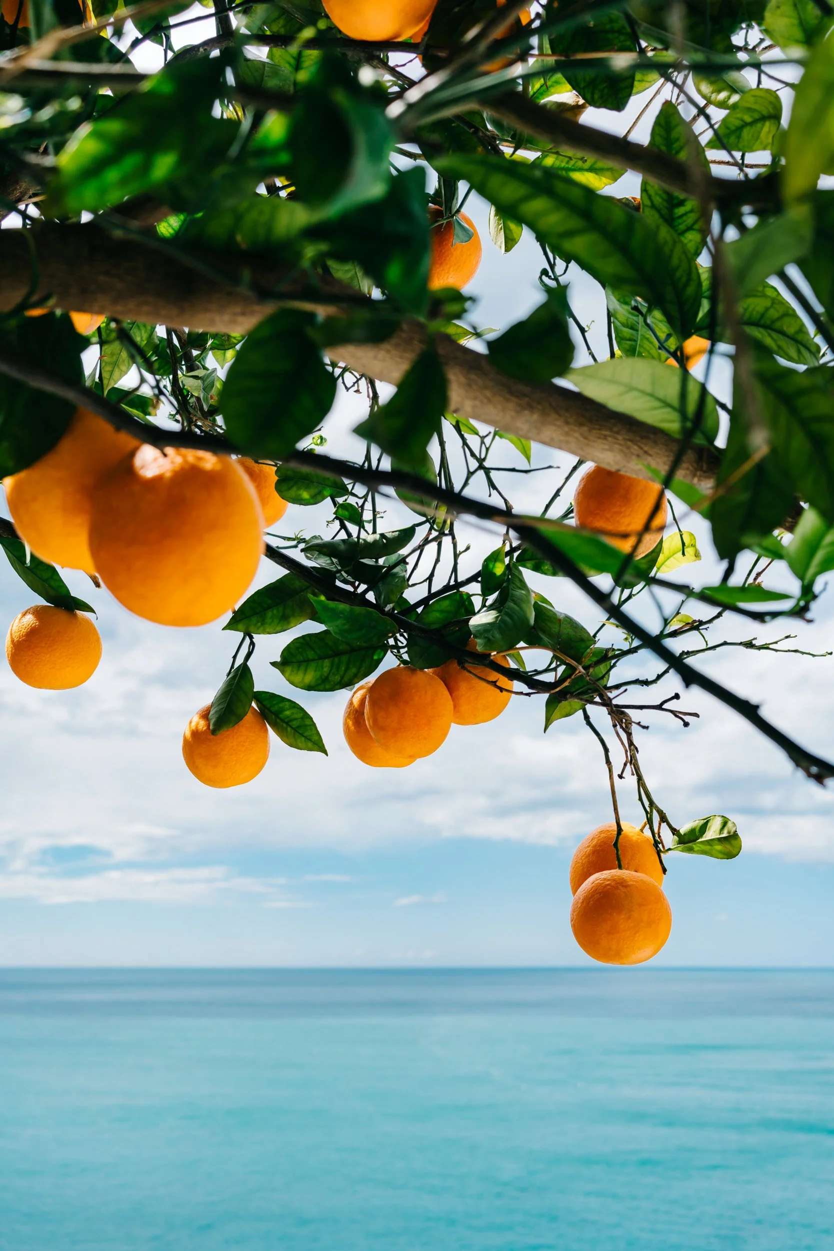 Amalfi Coast Oranges IV.jpg