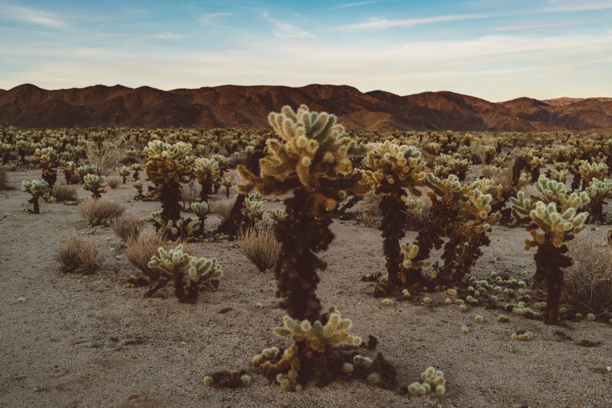 Cholla Cactus Garden XII.jpg