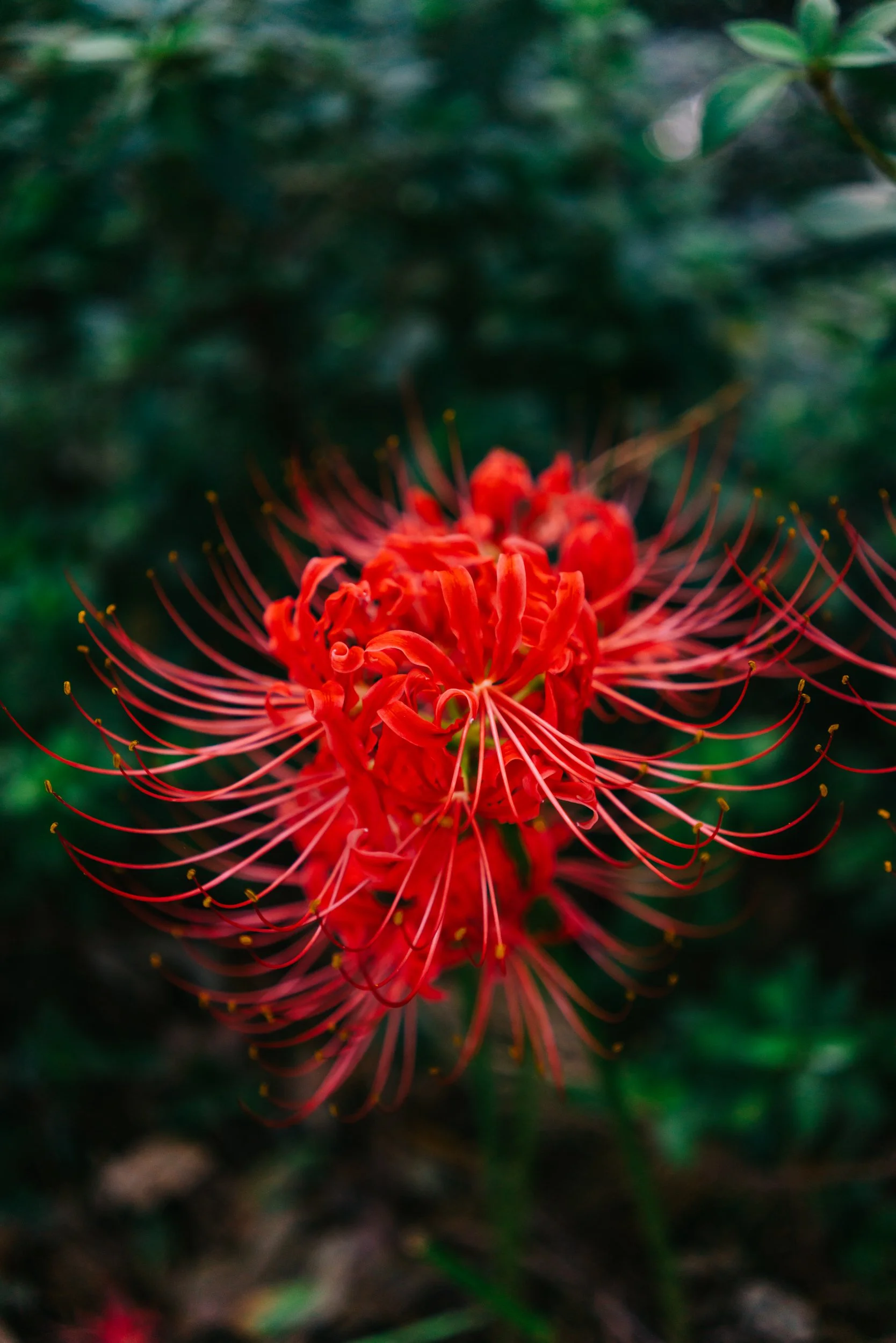 Charleston Hurricane Lily VII.jpg