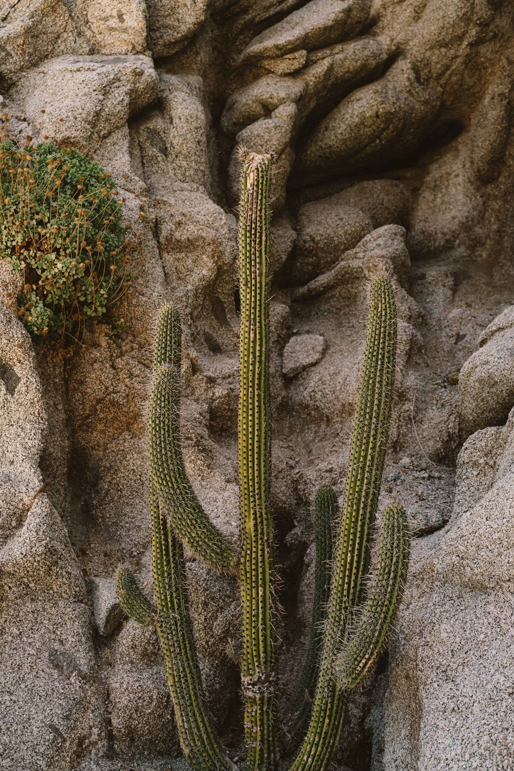 Cabo Cactus III.jpg