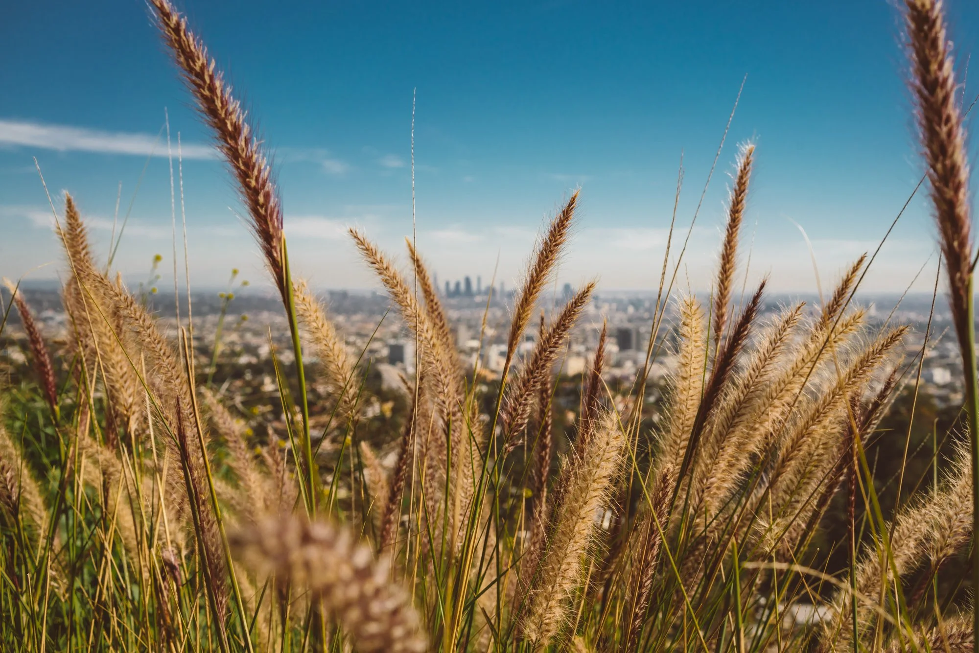 Mulholland View II.jpg