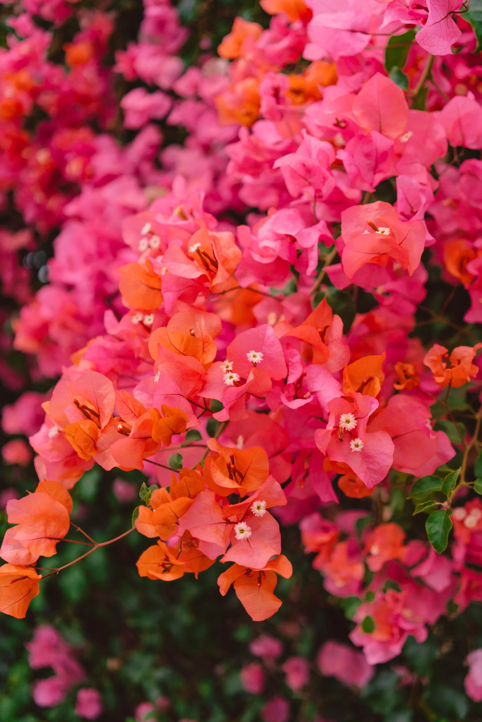 California Blooms XII.jpg