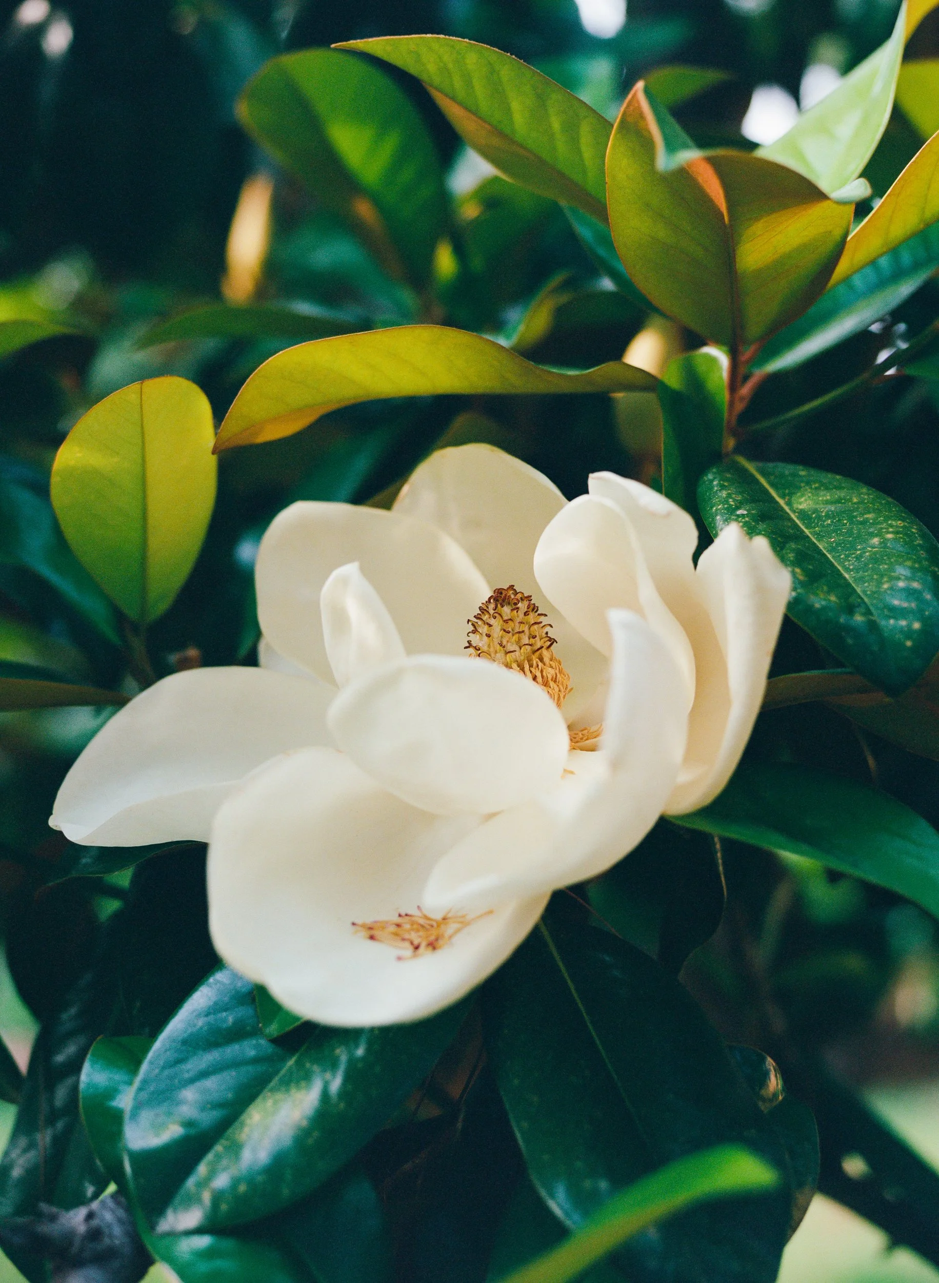 Magnolia Blooms.jpg
