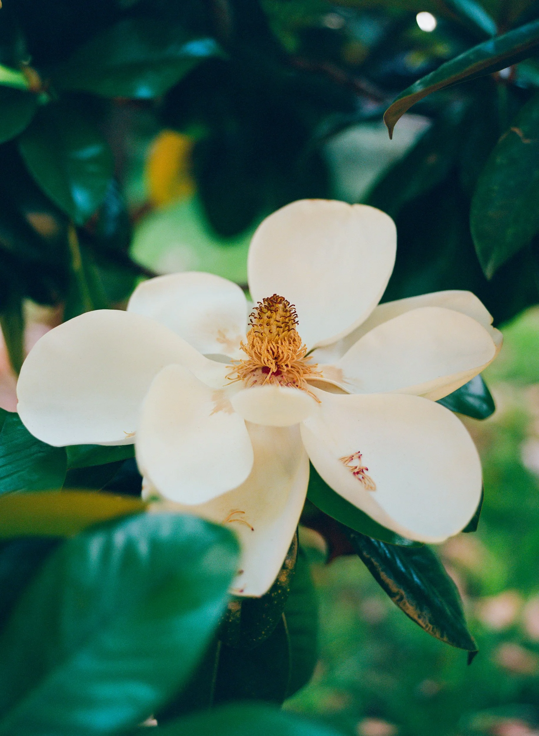 Magnolia Blooms III.jpg