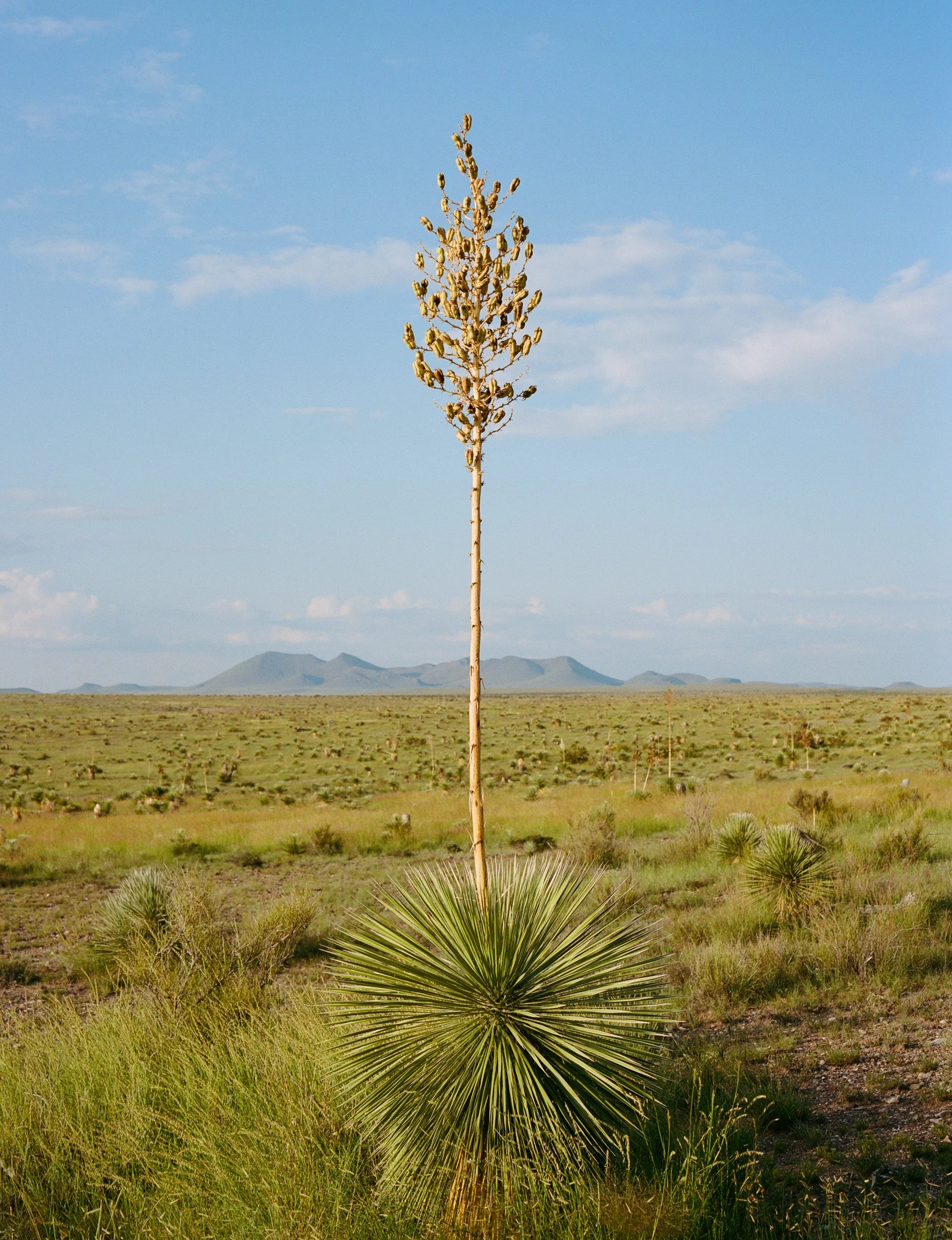 West Texas Sunset.jpg
