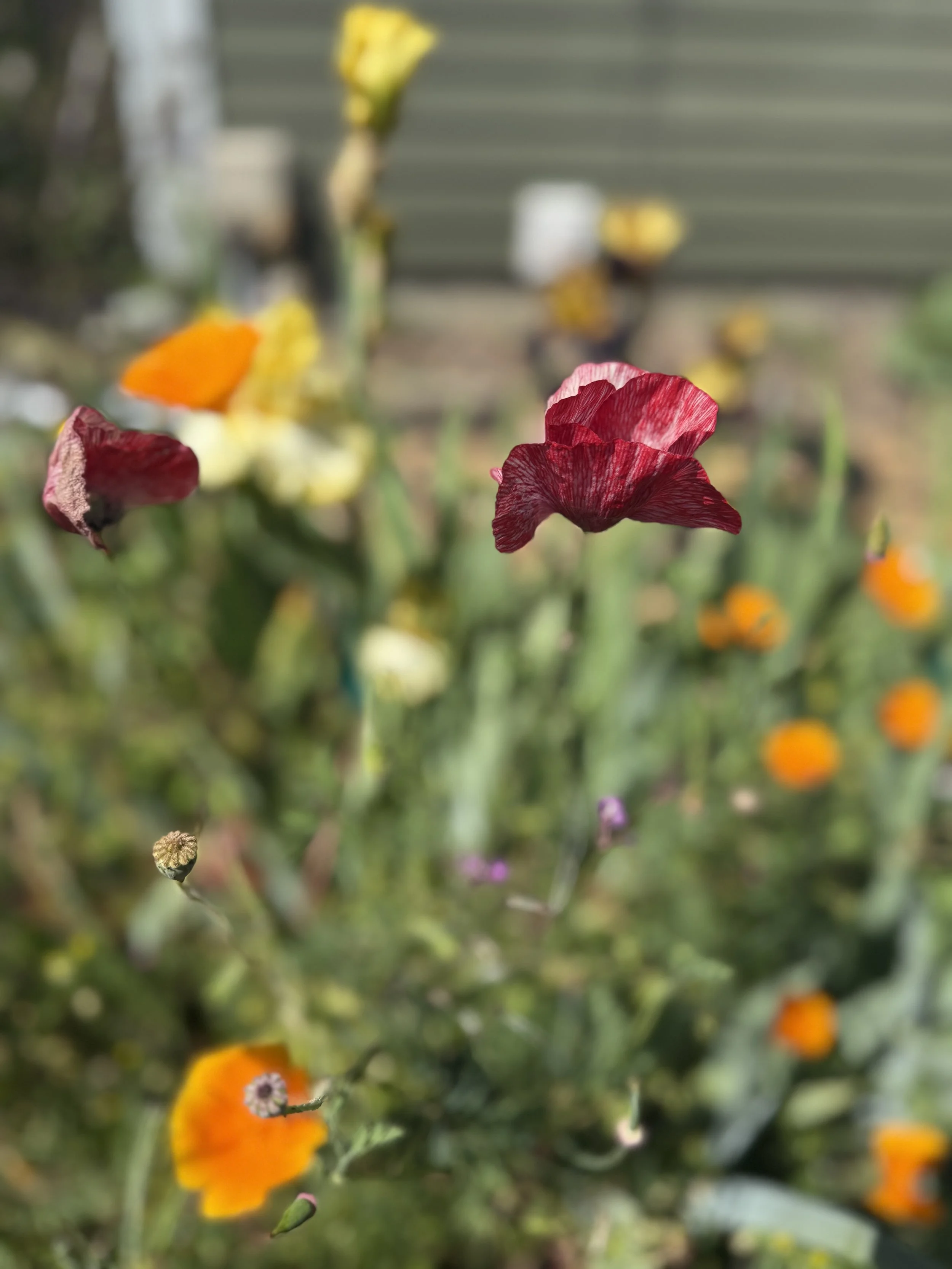 The Rhythm of Healing: A Practice for Nervous System Recovery
