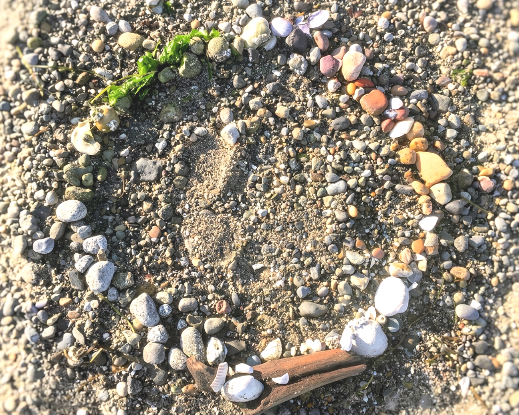 A circle is outlined on a sandy pacific northwest beach with small pebbles, shells, a piece of driftwood, and some green seaweed inside the outline.