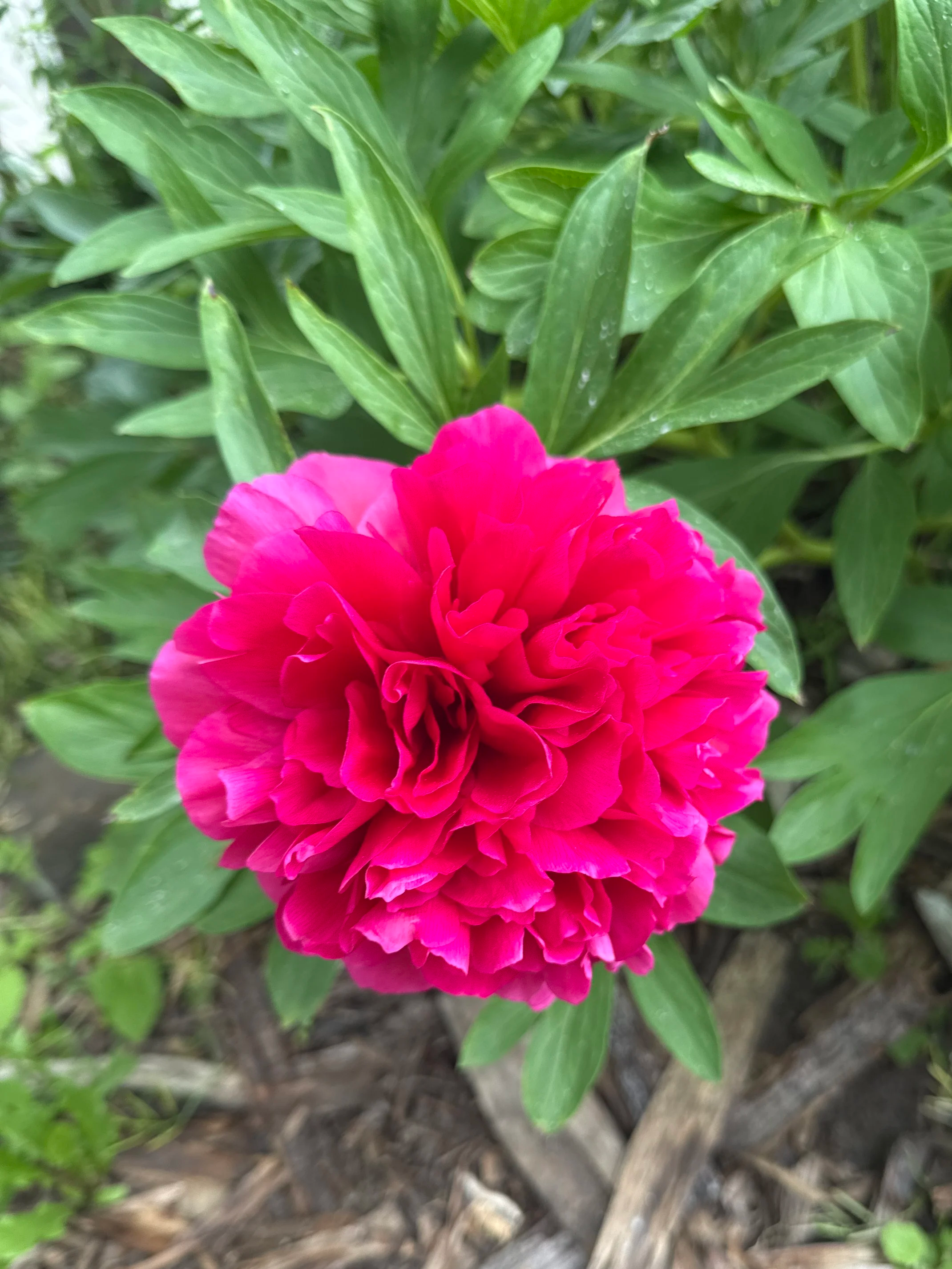 Hot pink blooming flower amidst leaves and above blurry woodchips