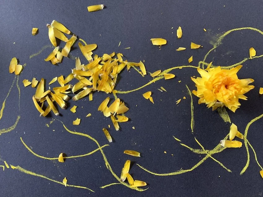 Yellow flower with scattered flower petals and chalk drawings on a dark background.