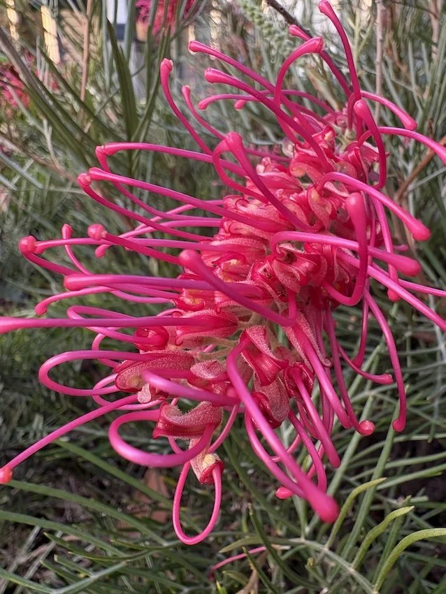Close-up of a vibrant pink flower with long, curled petals and stamens, surrounded by green grass and foliage.
