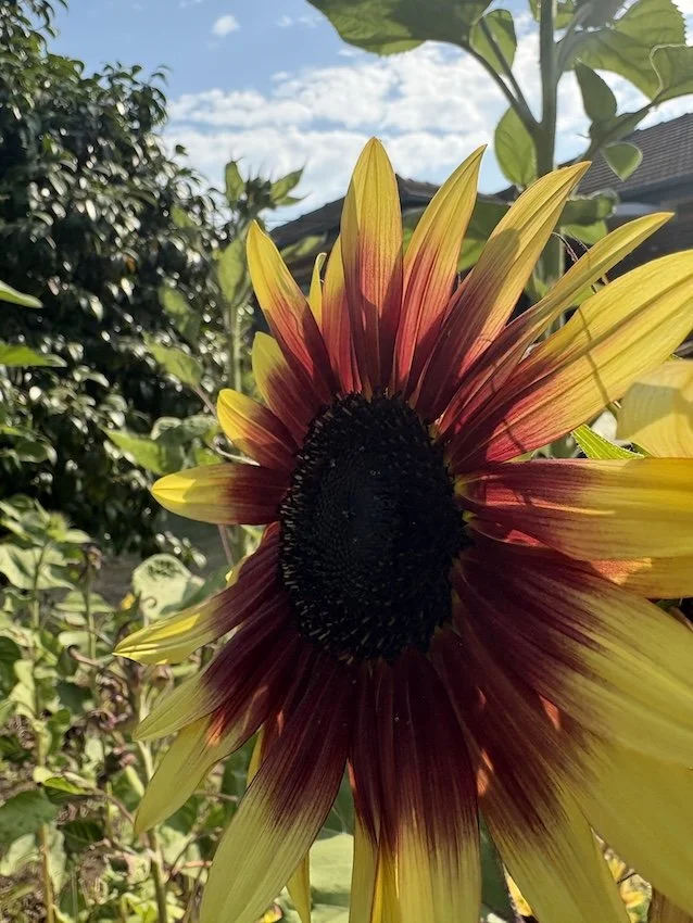 Close-up of a sunflower with yellow and red petals against a background of green leaves and a blue sky with clouds.