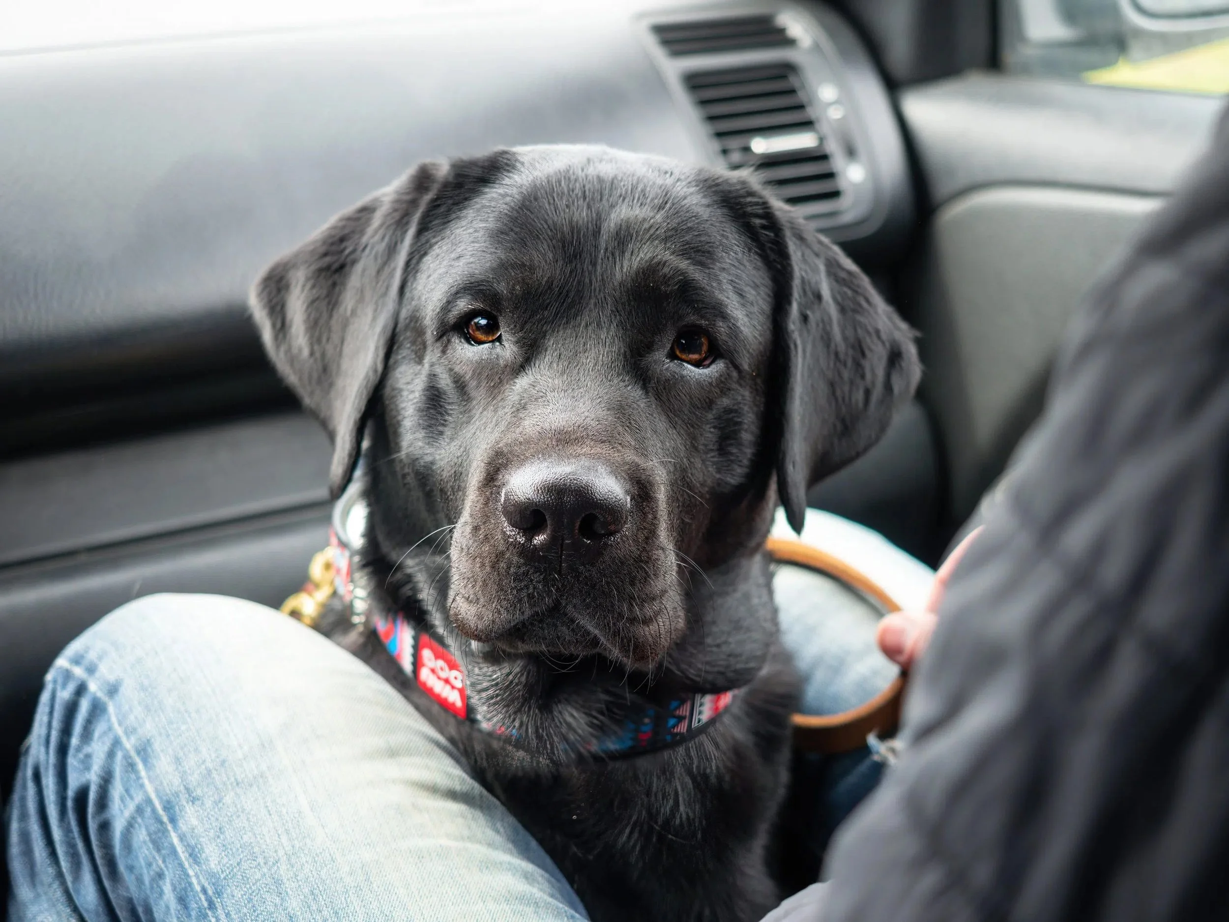 A black Labrador Retriever dog sitting on a person's lap inside a car, wearing a colorful collar.