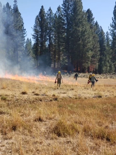 Firefighters in protective gear walking through a dry field with a line of fire burning in the background, surrounded by tall pine trees.