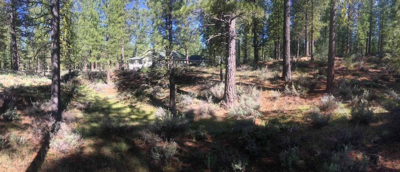 A forest with tall pine trees, some shadows on the ground, and a house in the background among the trees.