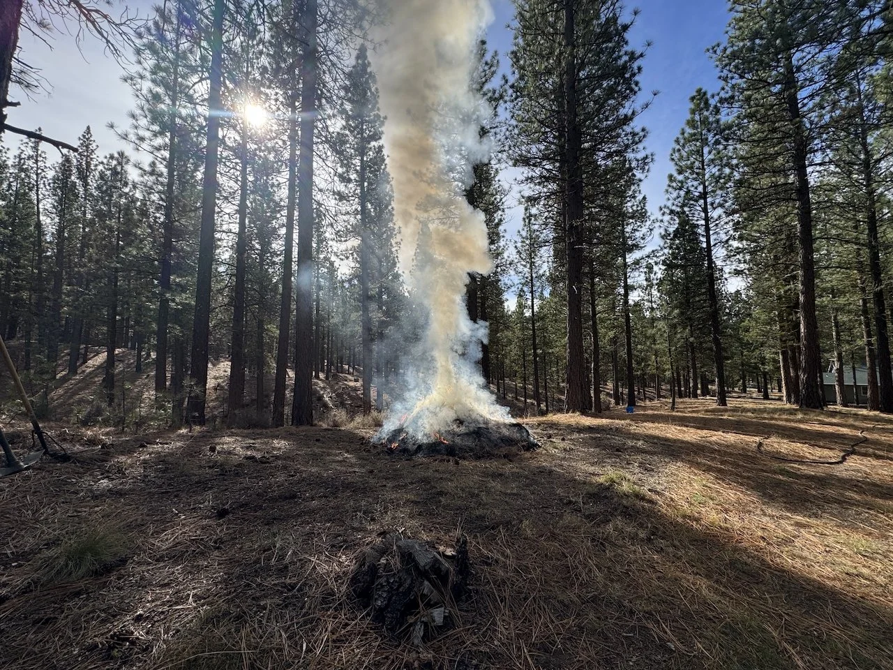 A small controlled fire burning in the forest with smoke rising, surrounded by tall pine trees and sunlight filtering through the branches.