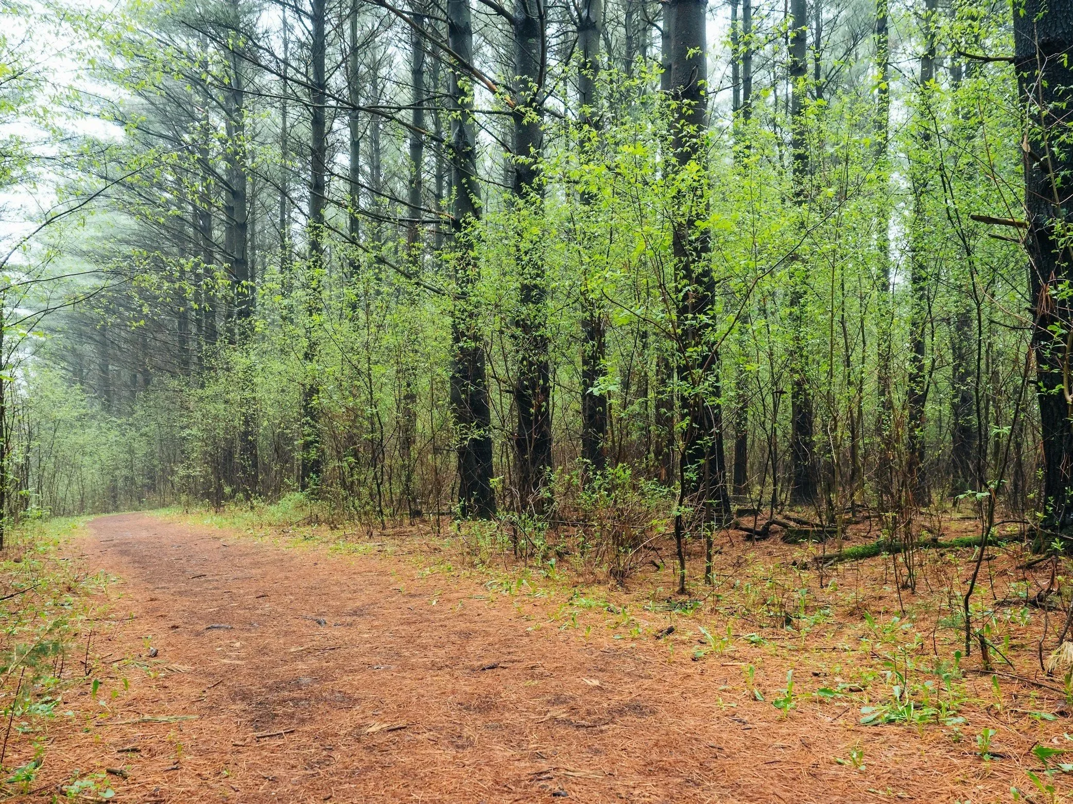 A dirt path winding through a lush, green forest with tall trees and dense foliage.
