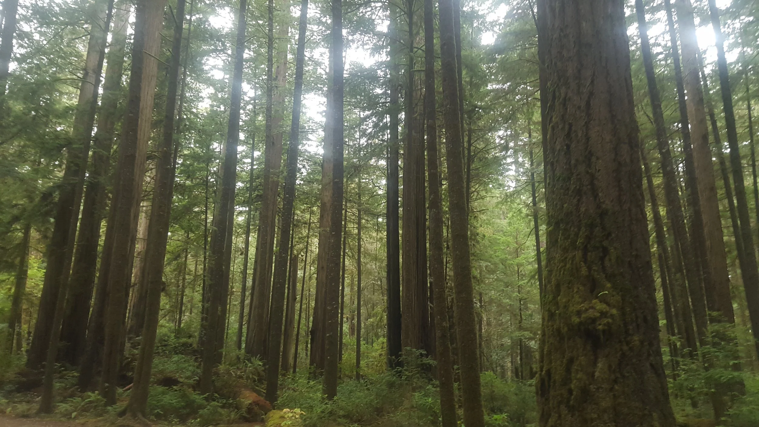 Tall redwood trees in a dense forest with green foliage and moss-covered trunks, with soft sunlight filtering through the canopy.