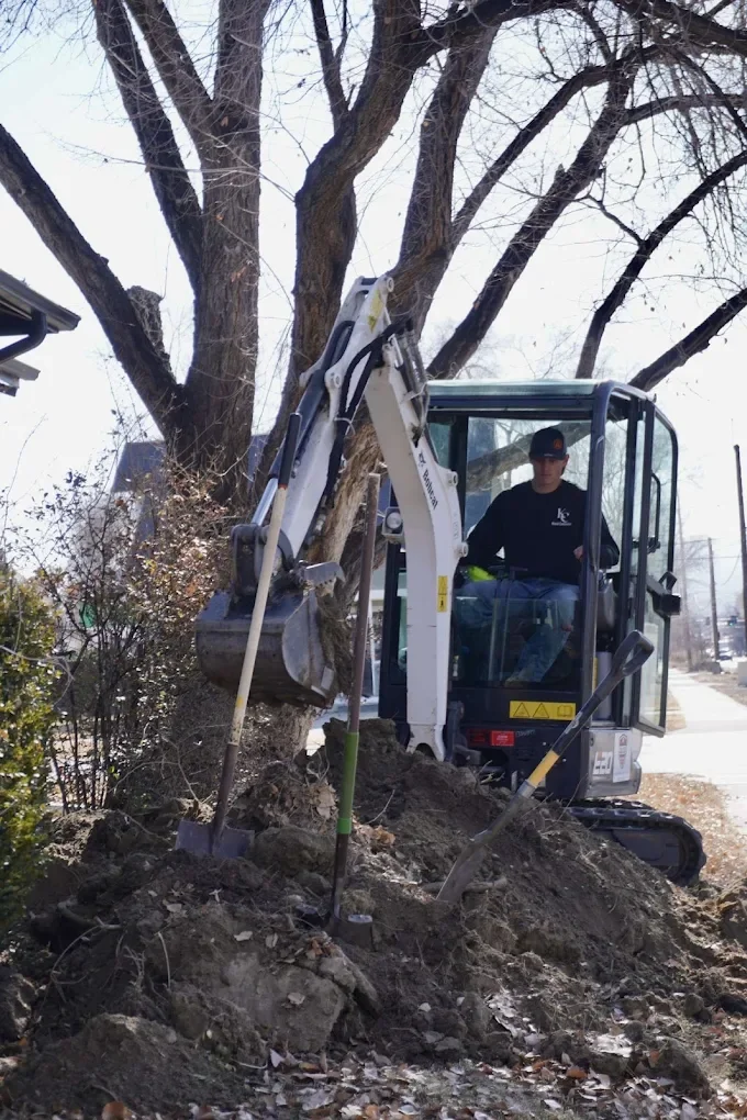 uprooting trees.webp