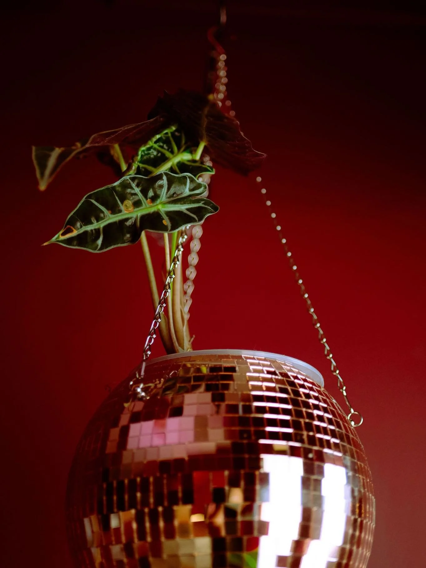 ✨The week is over&hellip;it&rsquo;s time to disco! ✨

Friday happy hour drinks await you,
5pm to 12am 🌹

📷 @stephncook #downtownmacon #cocktailbar #wine bar @visitmacon @choosemacon #happyhour