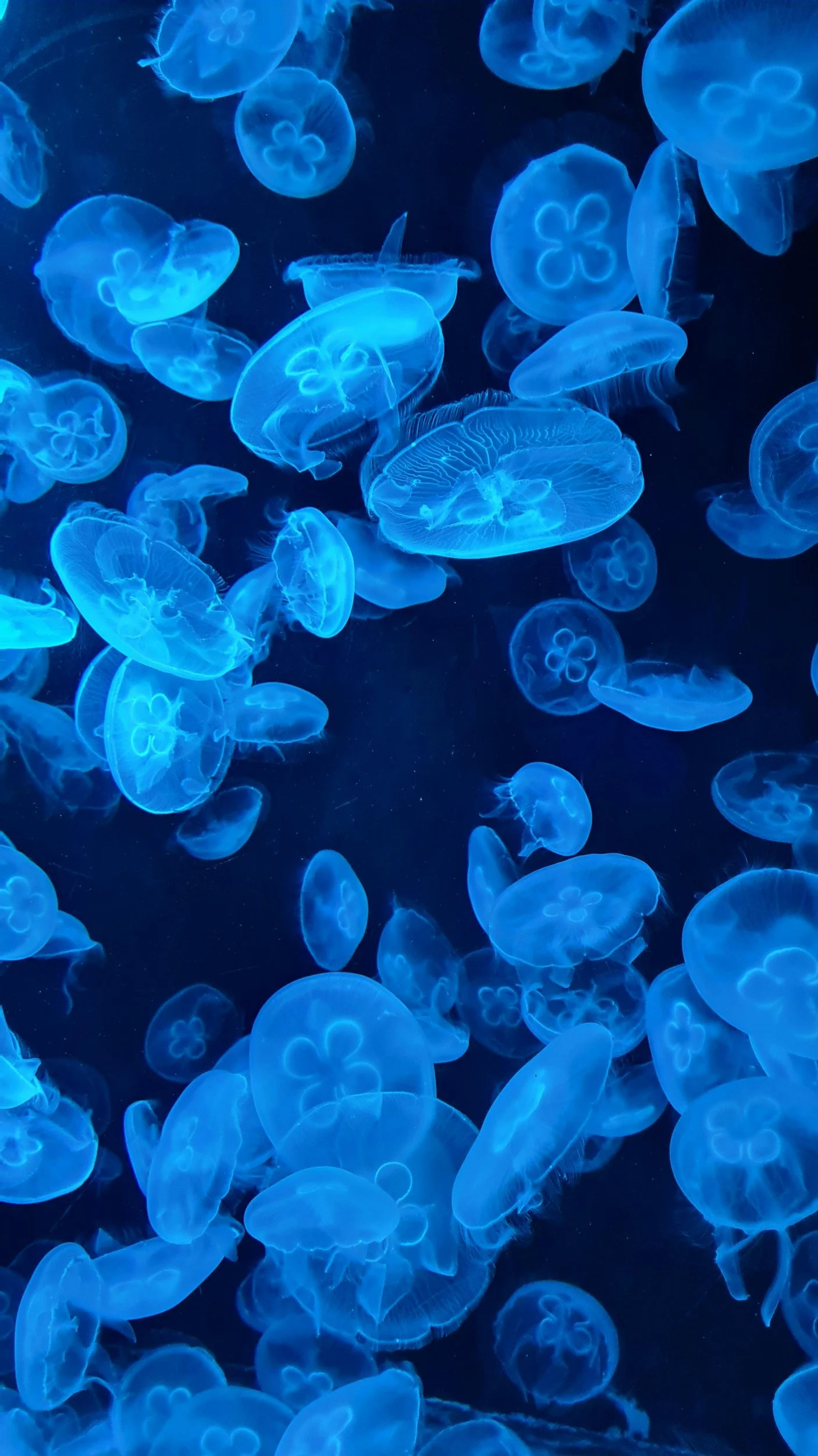 A large group of glowing blue jellyfish floating in dark water.
