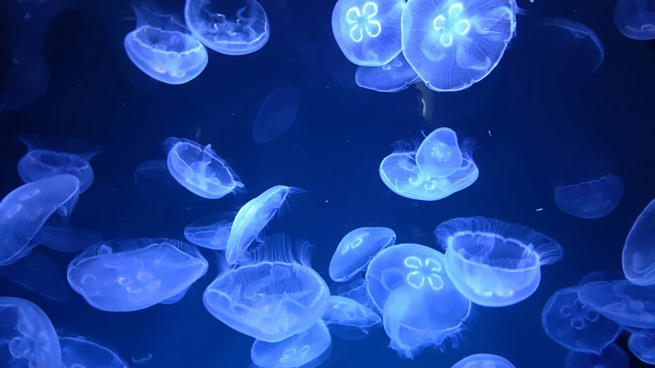 Blue glowing jellyfish swimming in dark water.