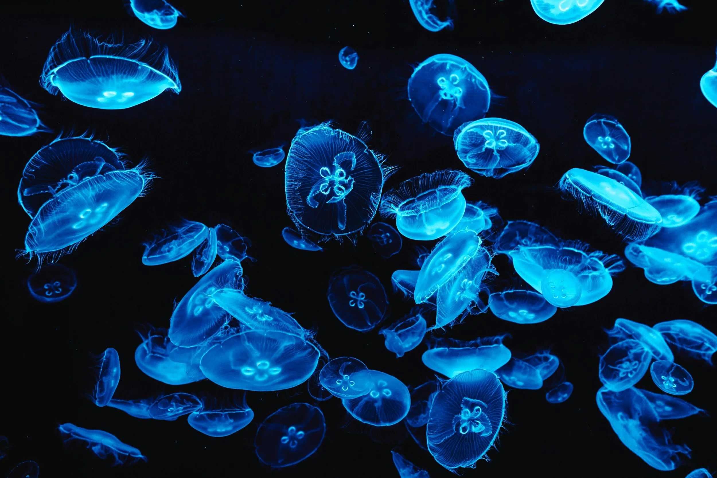 Why Jellyfish? 
