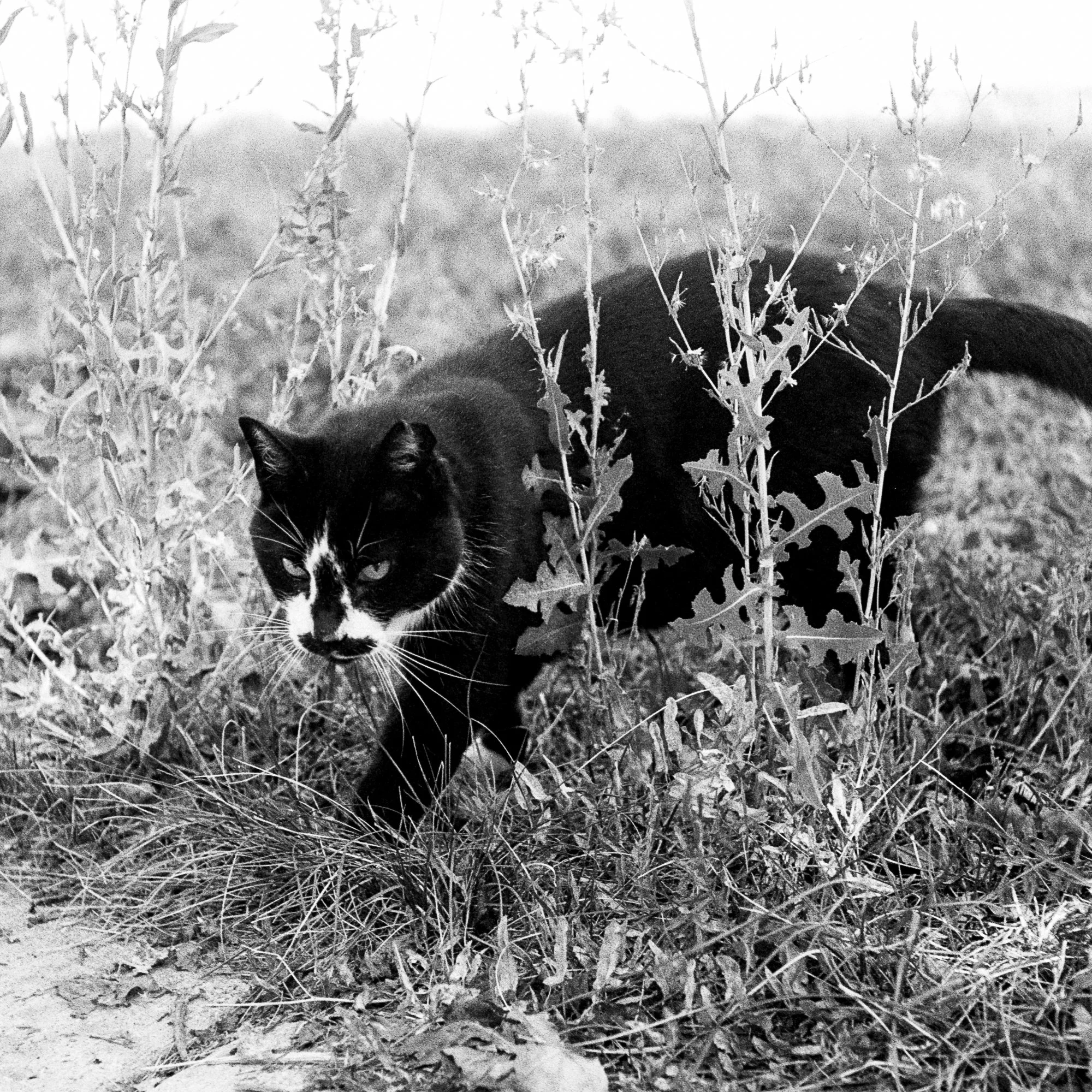 B&W Development and Scanning