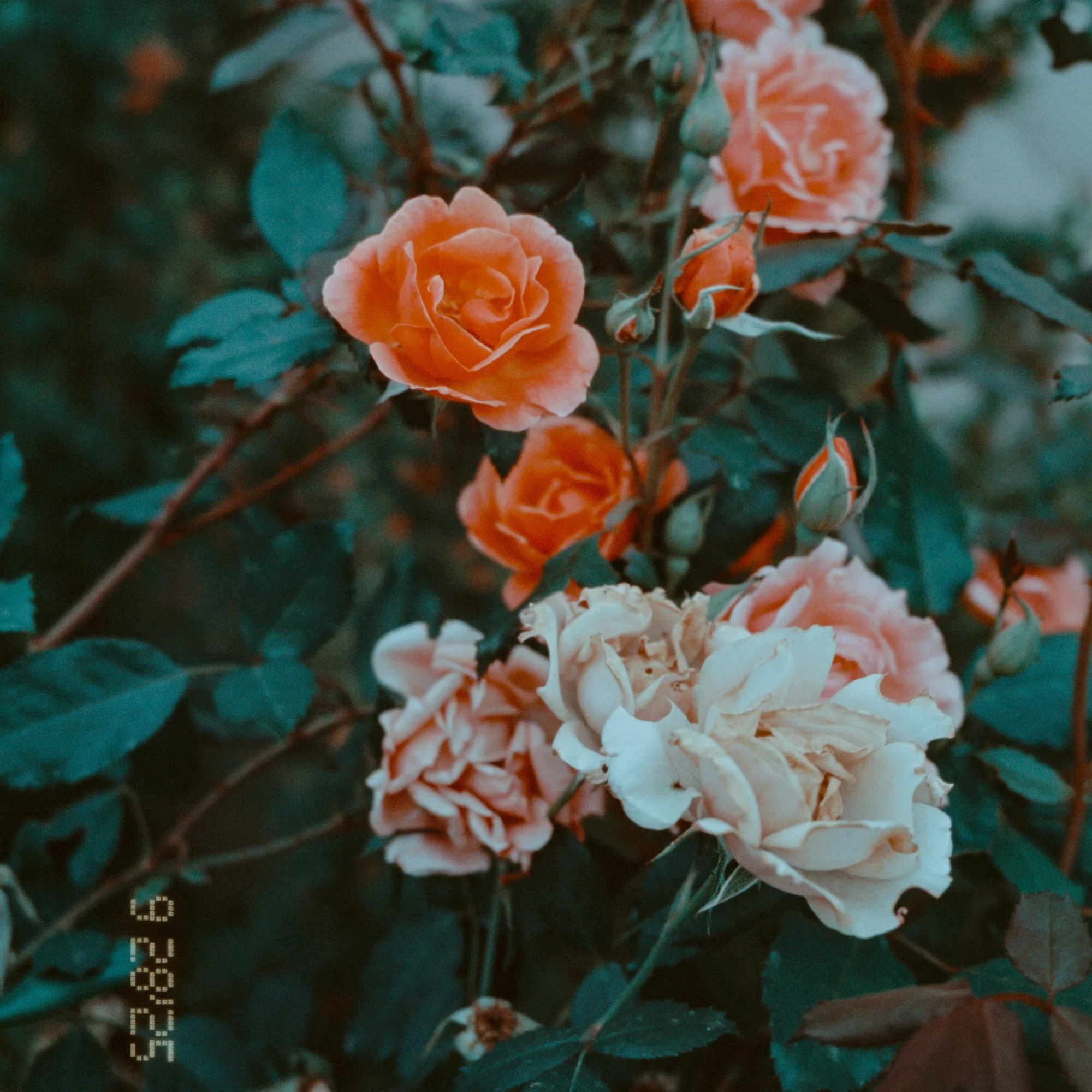 Slide (E6) Development and Scanning