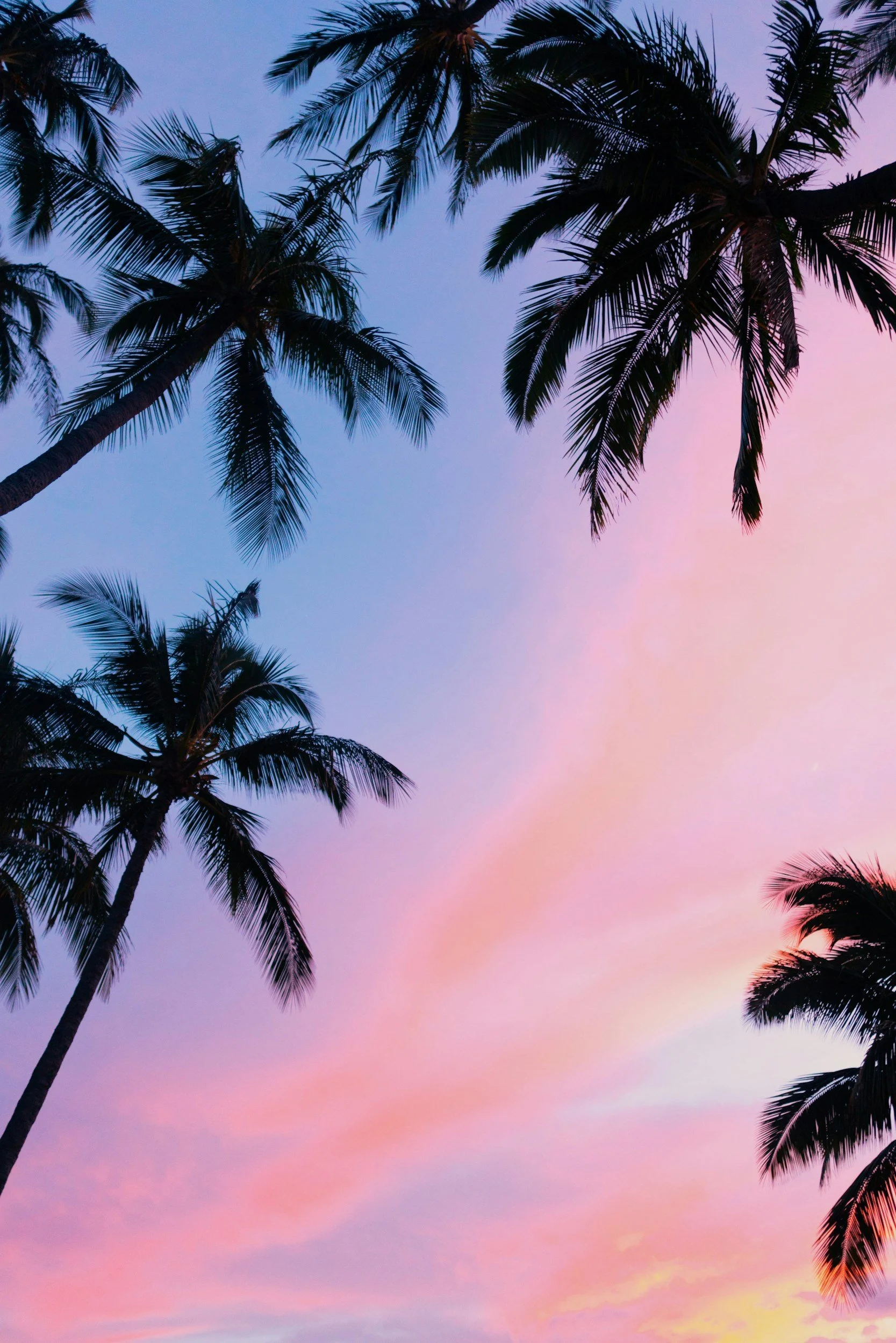 Silhouettes of palm trees against a colorful sunset sky with pink, purple, and blue hues.