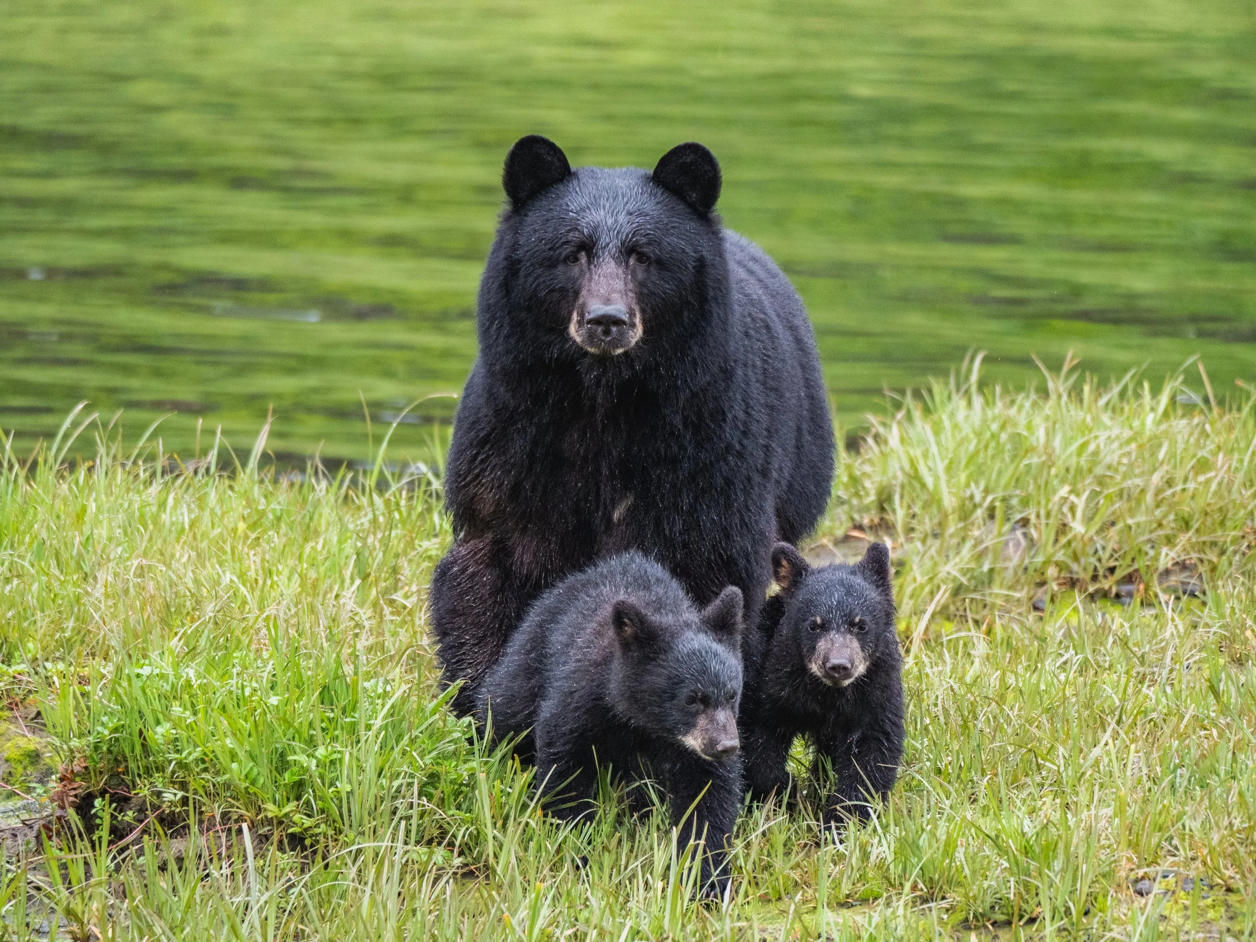 mamabear.jpg