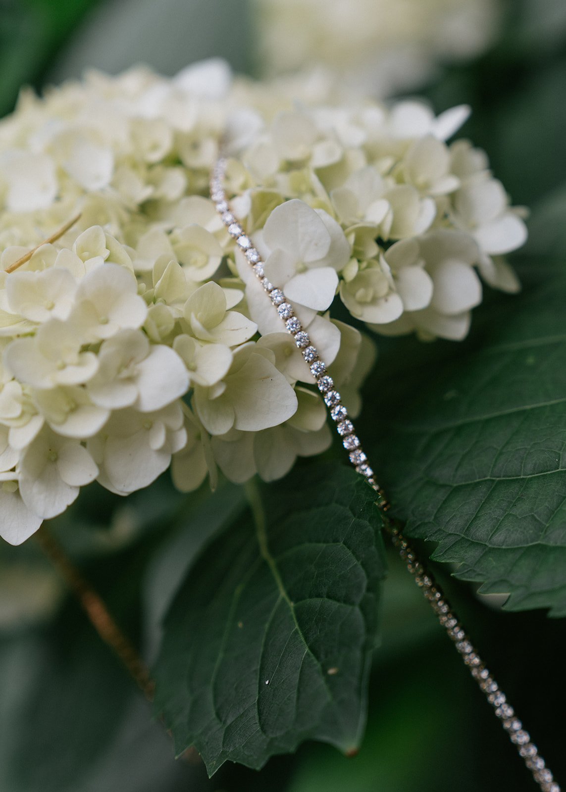 Close-up of white hydrangea flowers with a diamond bracelet draped over them, surrounded by green leaves.