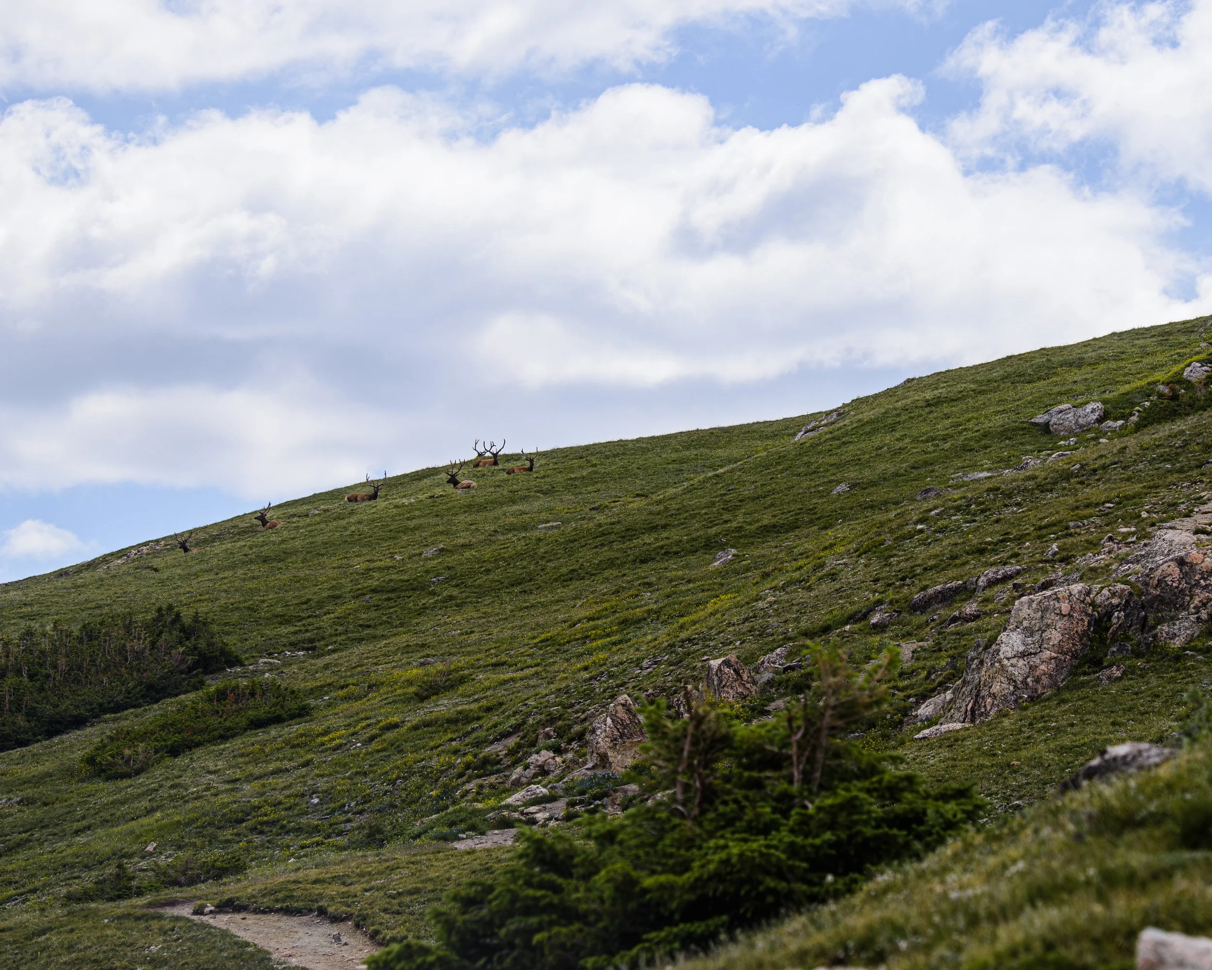 Deer grazing on a grassy hillside under a partly cloudy sky.