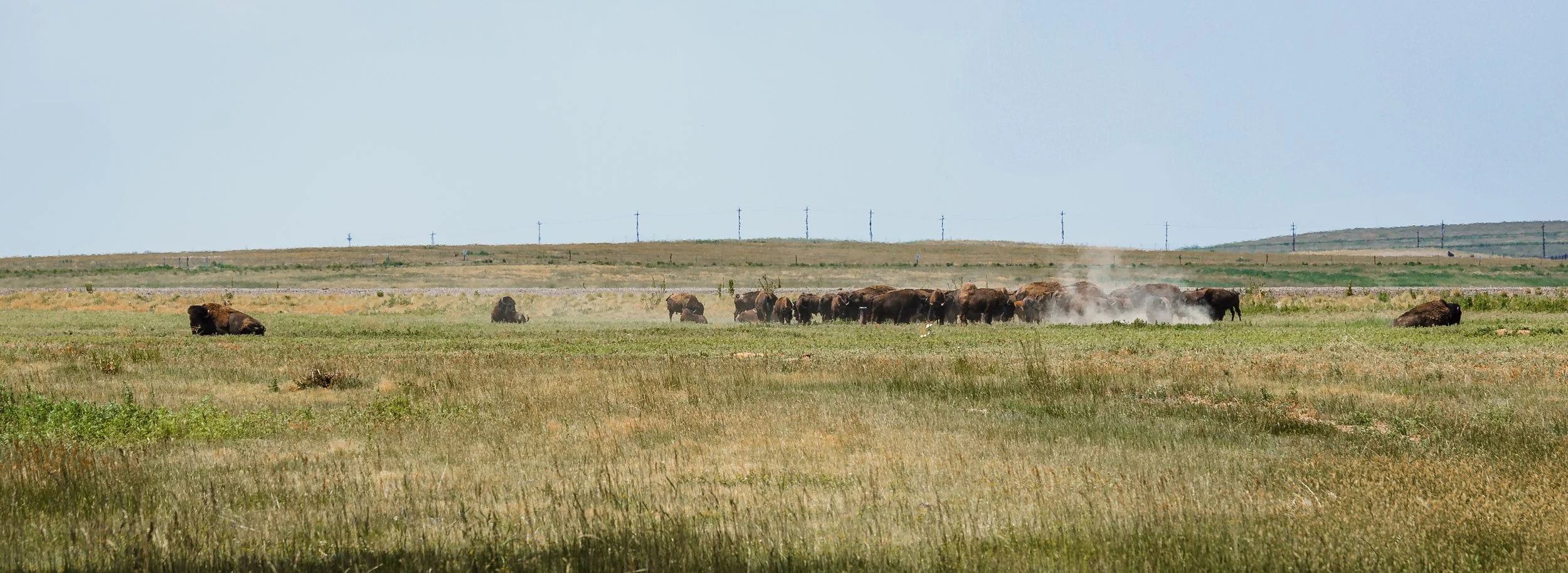 A herd of bison grazing on a grassy plain with a few lying down, and a clear sky in the background.