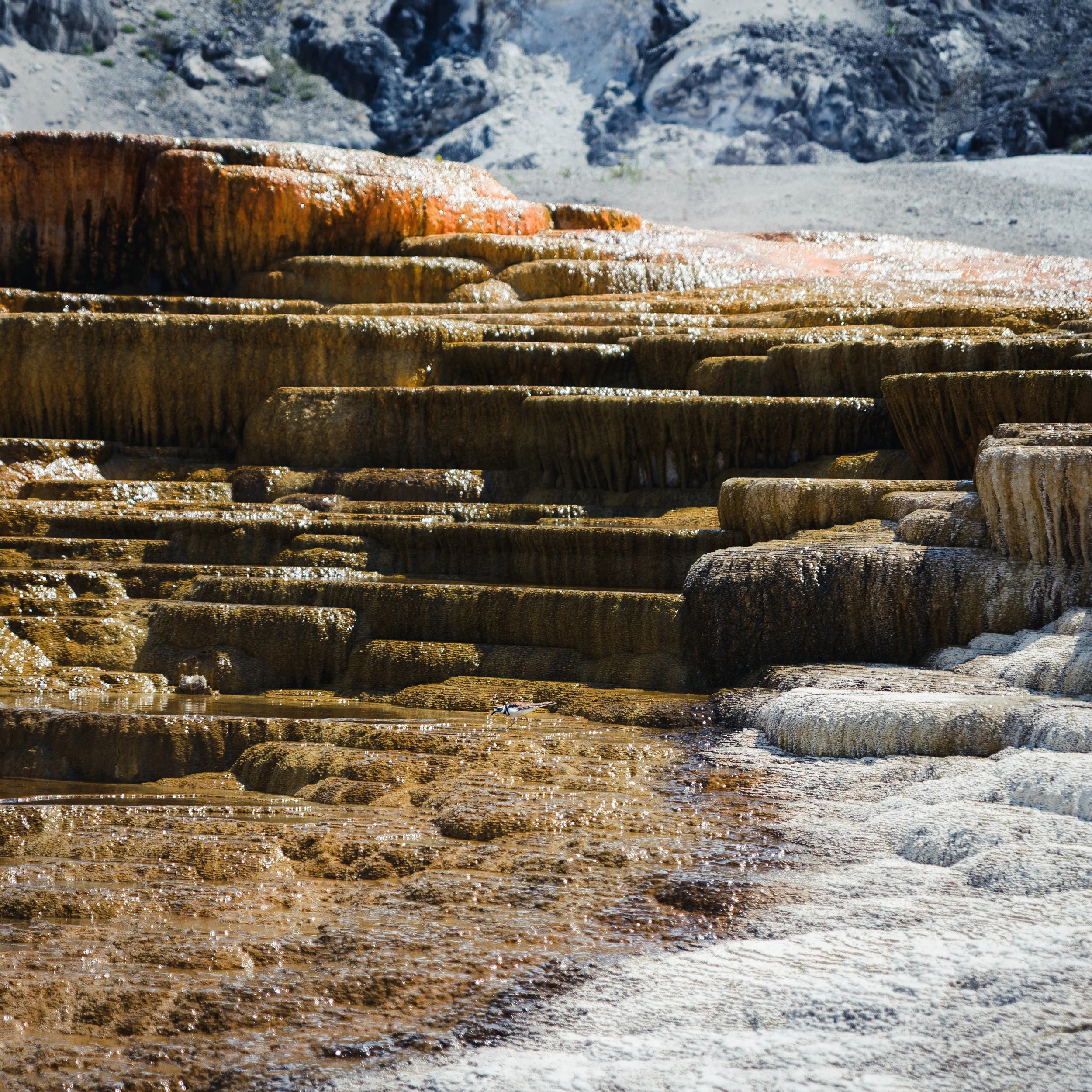 Close-up view of terraced mineral deposits on a hillside with water flowing over them in a geothermal area.