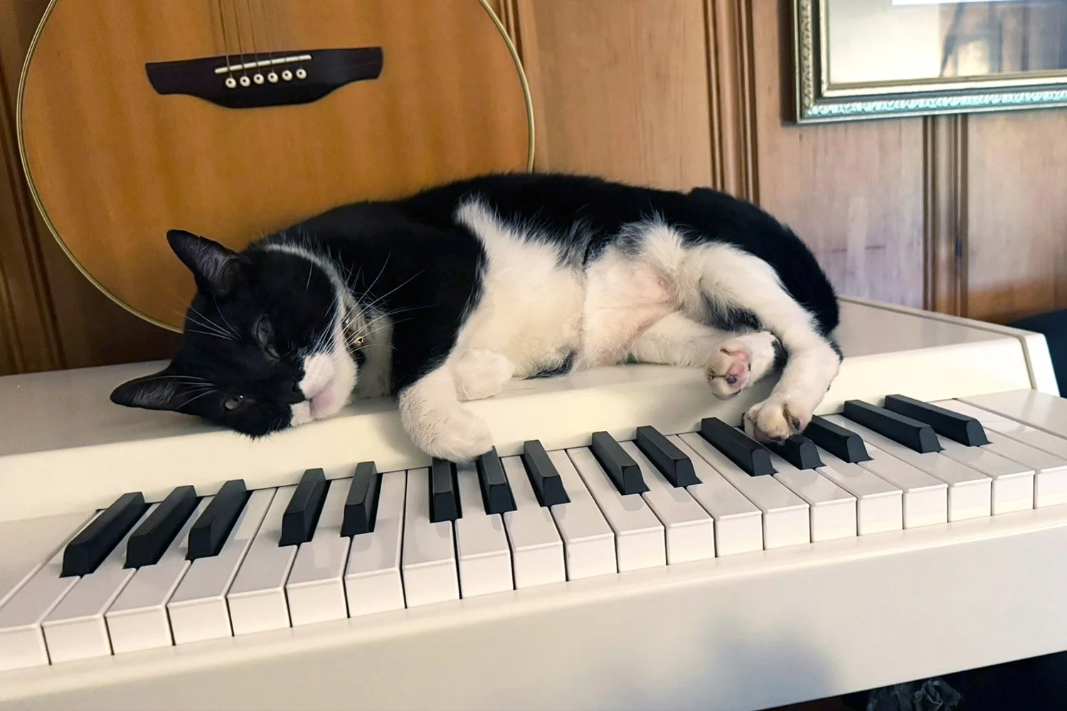 Co-writes and studio cats