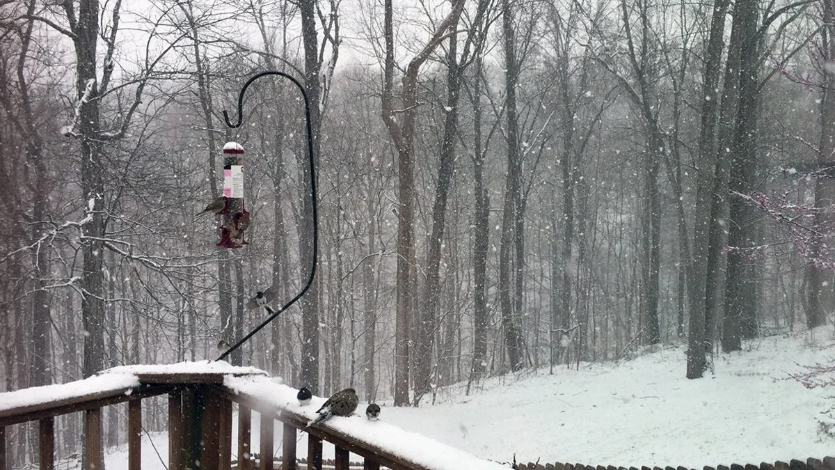 Snow in March