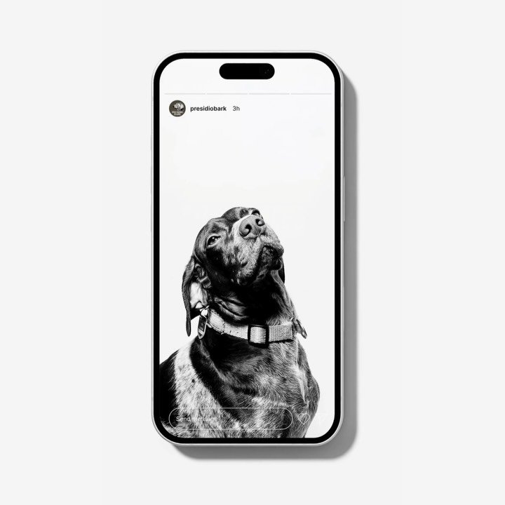 Brand strategy and design for SF based, Presidio Bark. Premium pet care built on authentic care and trust. 🐾