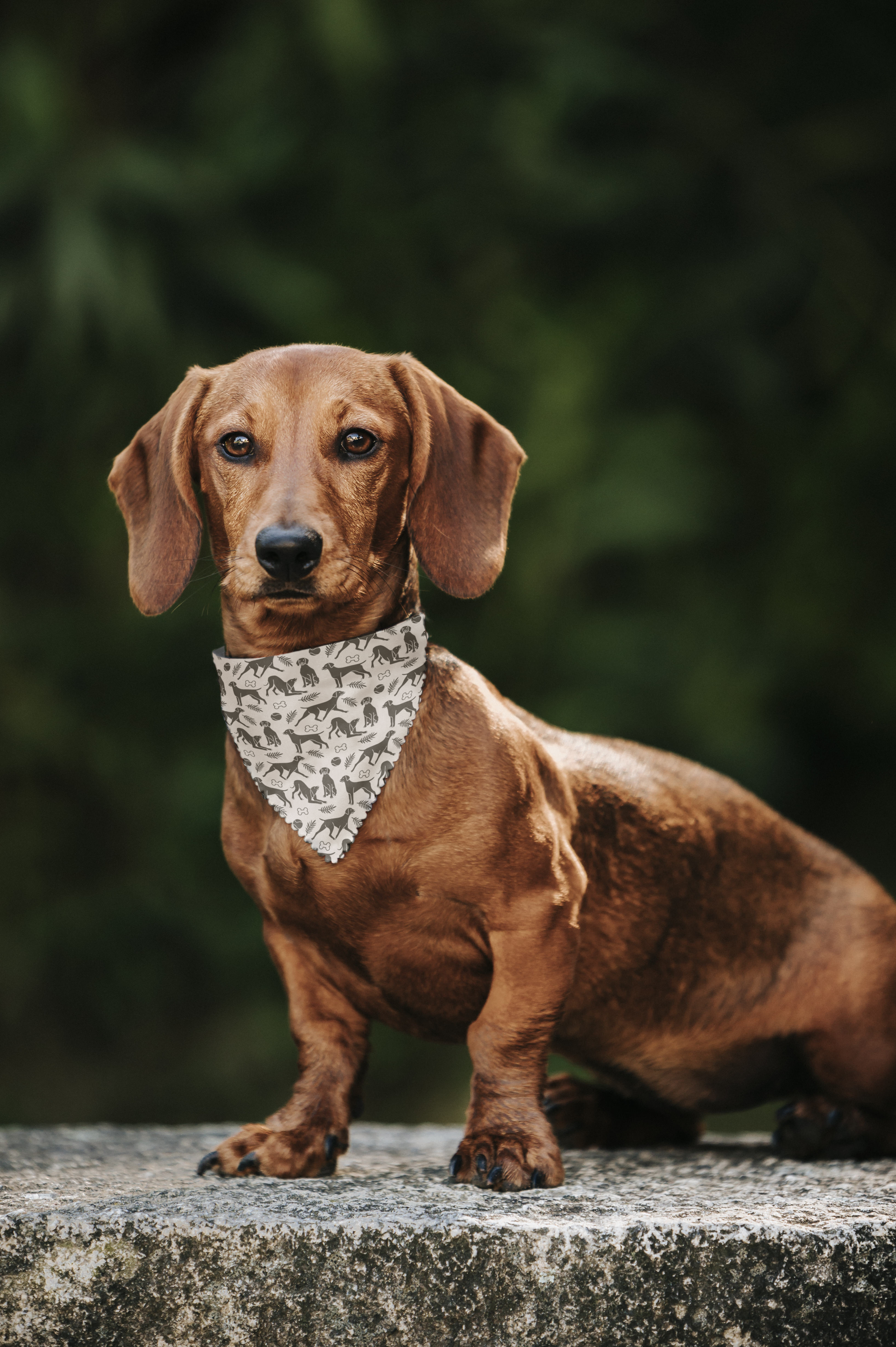 Dog Scarf Mockup.png