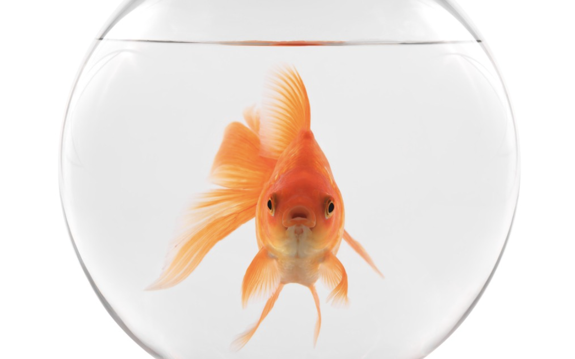 Seeing the Water We’re In