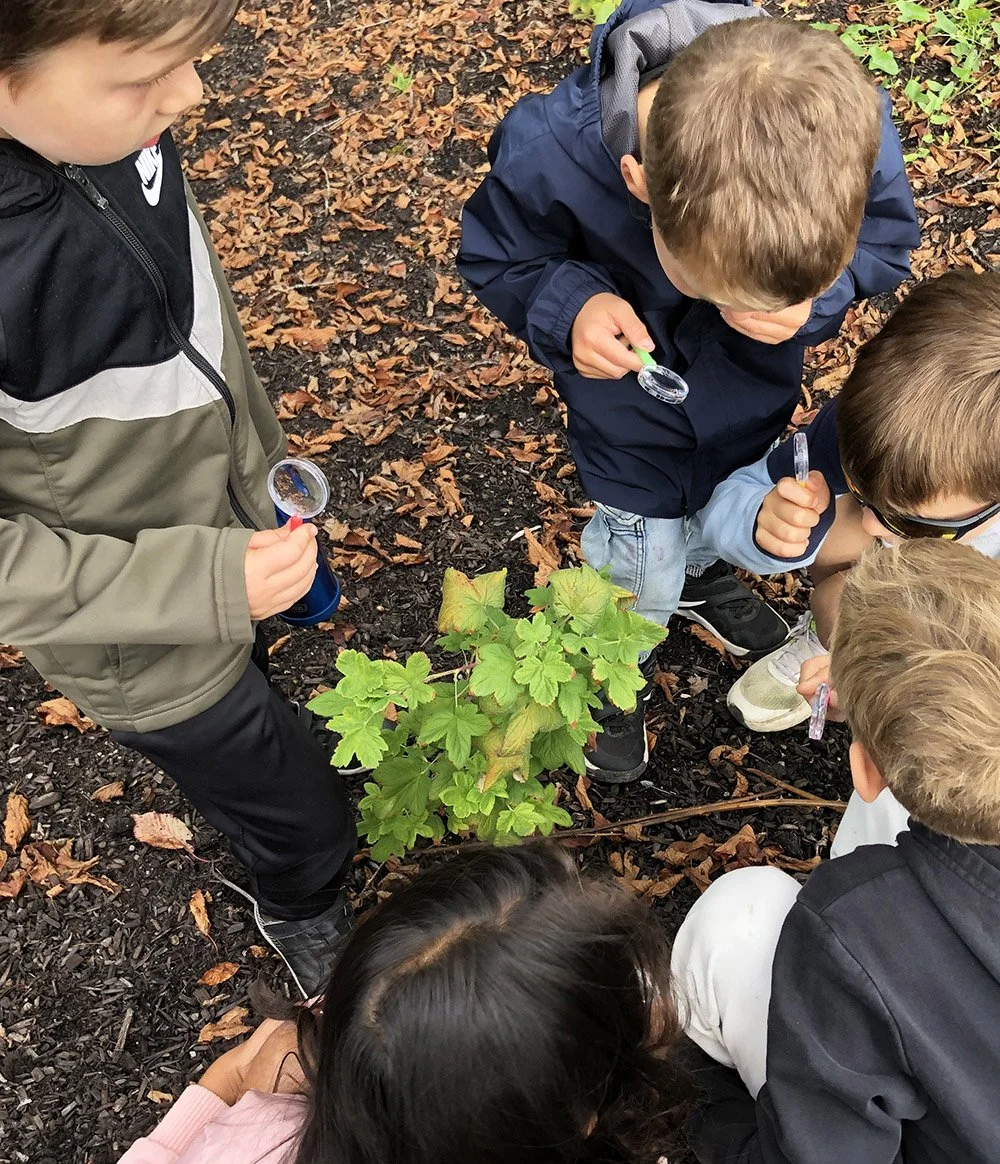 Children engaged in outdoor nature exploration, examining a green plant with magnifying glasses in a forested area with fallen leaves.