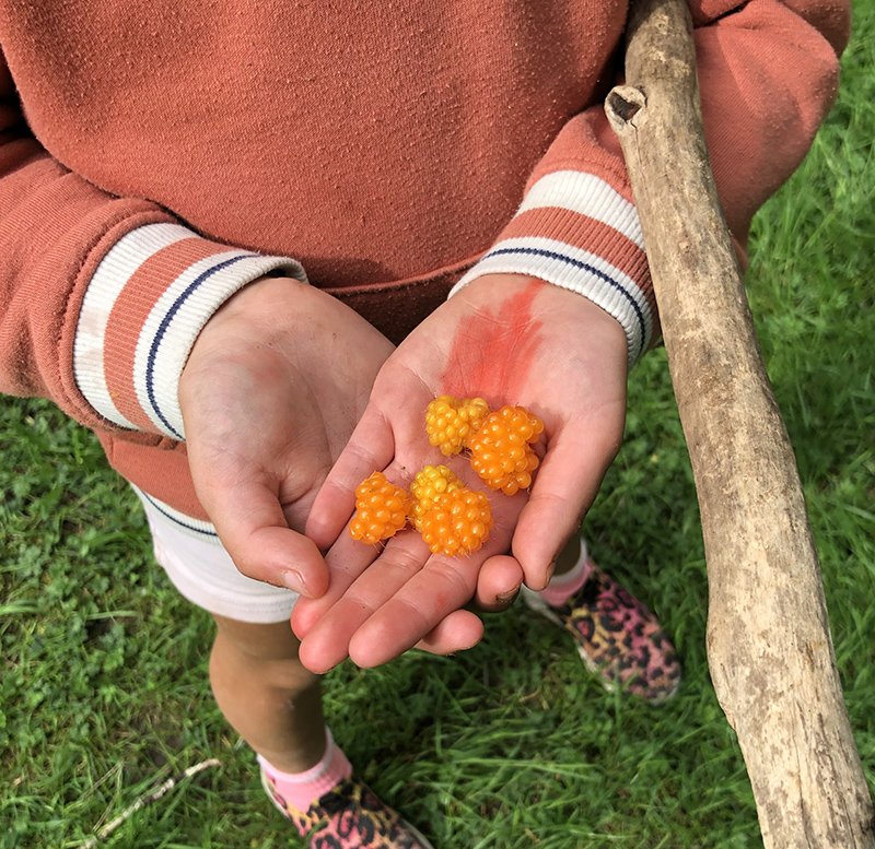 Child holding bright orange cloudberries, standing on grass, with a wooden stick tucked in their arm.