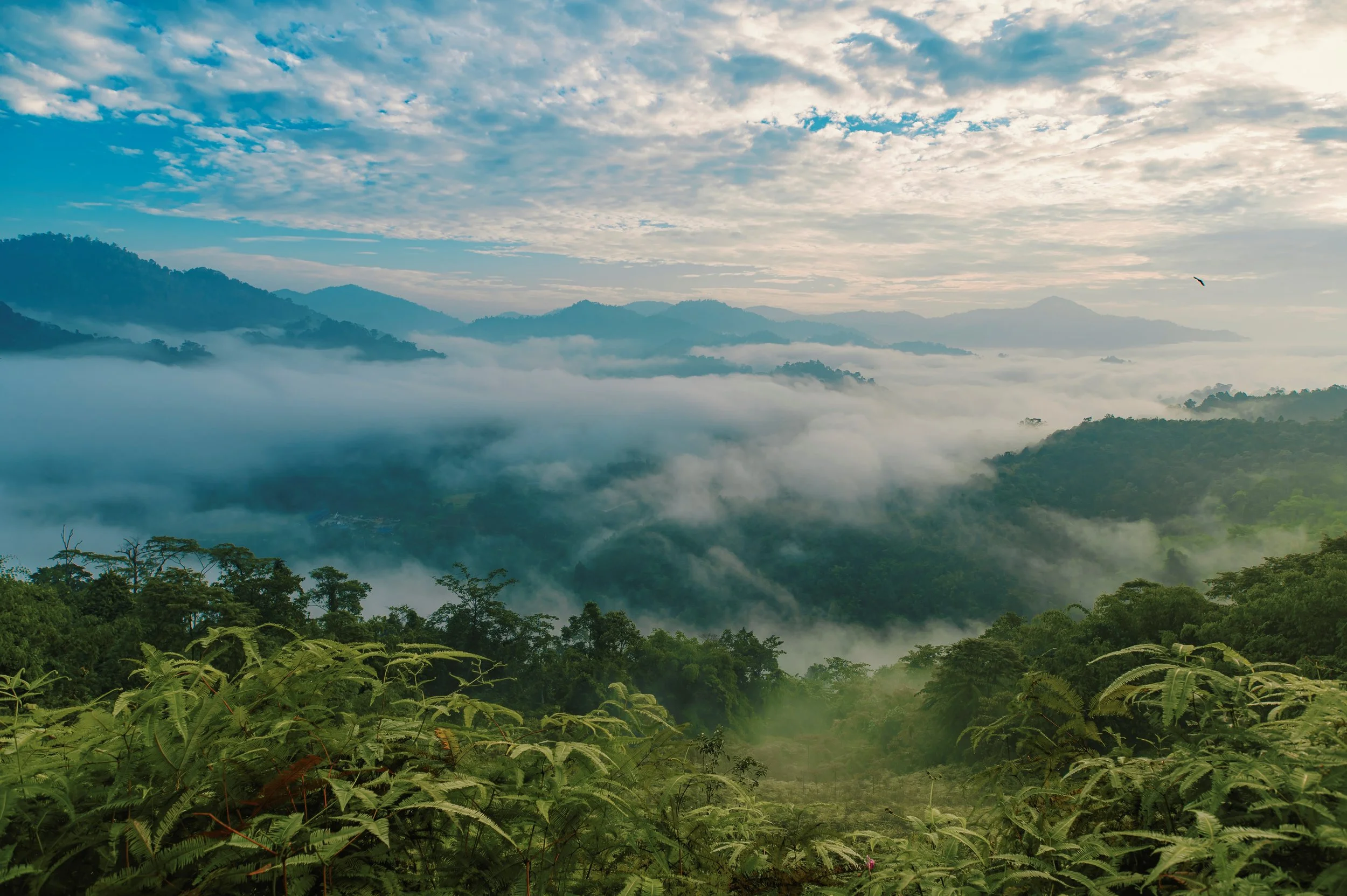 Beautiful mountain landscape with lush green trees in the foreground, fog rolling over the hills, and a sky with scattered clouds.