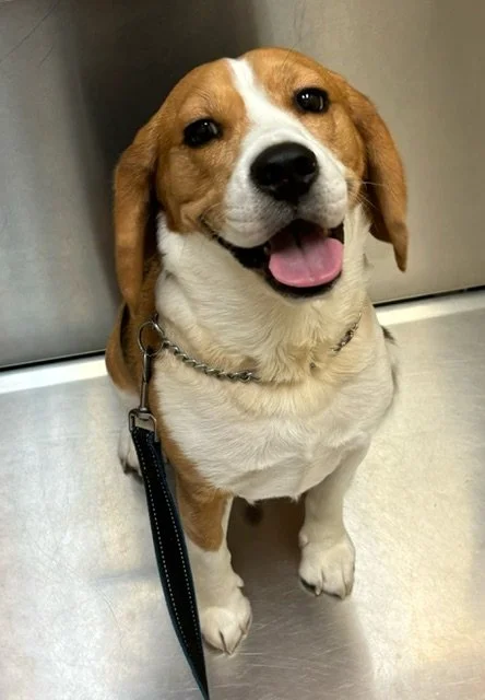 small happy white and black beagle dog smiling