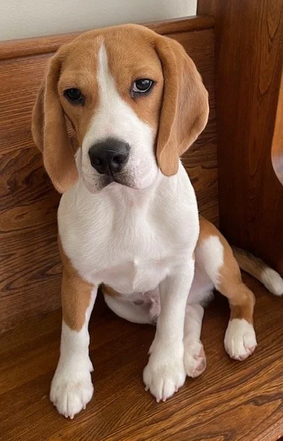 adorable brown and white beagle sitting on brown bench