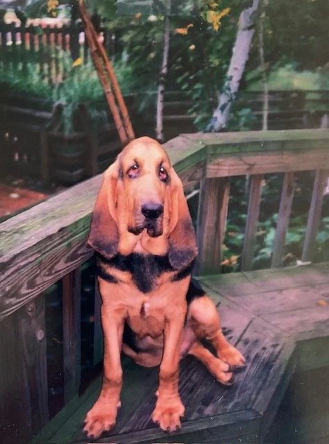 older brown beagle dog sitting on deck outside