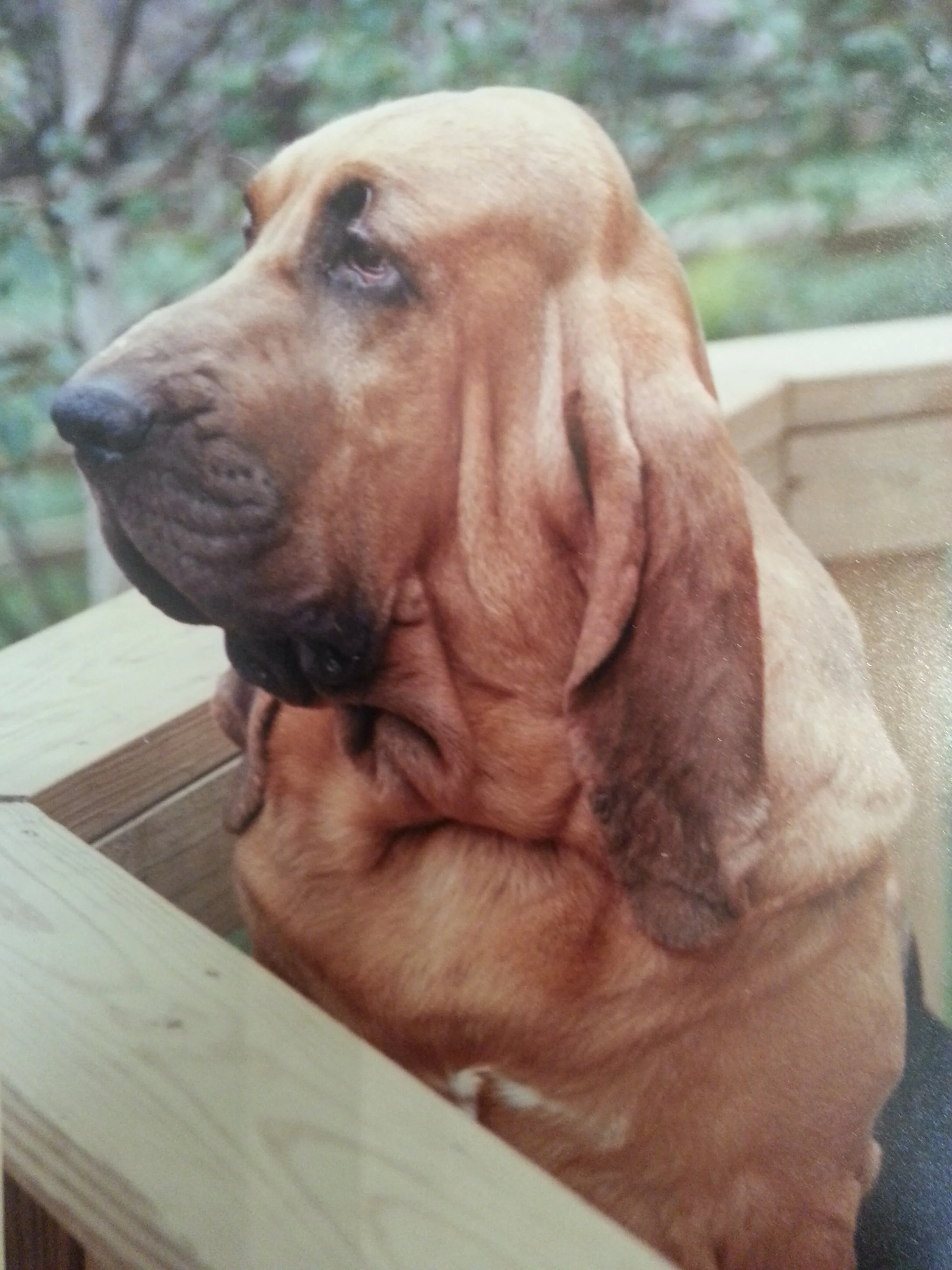 older brown beagle dog looking off to the side